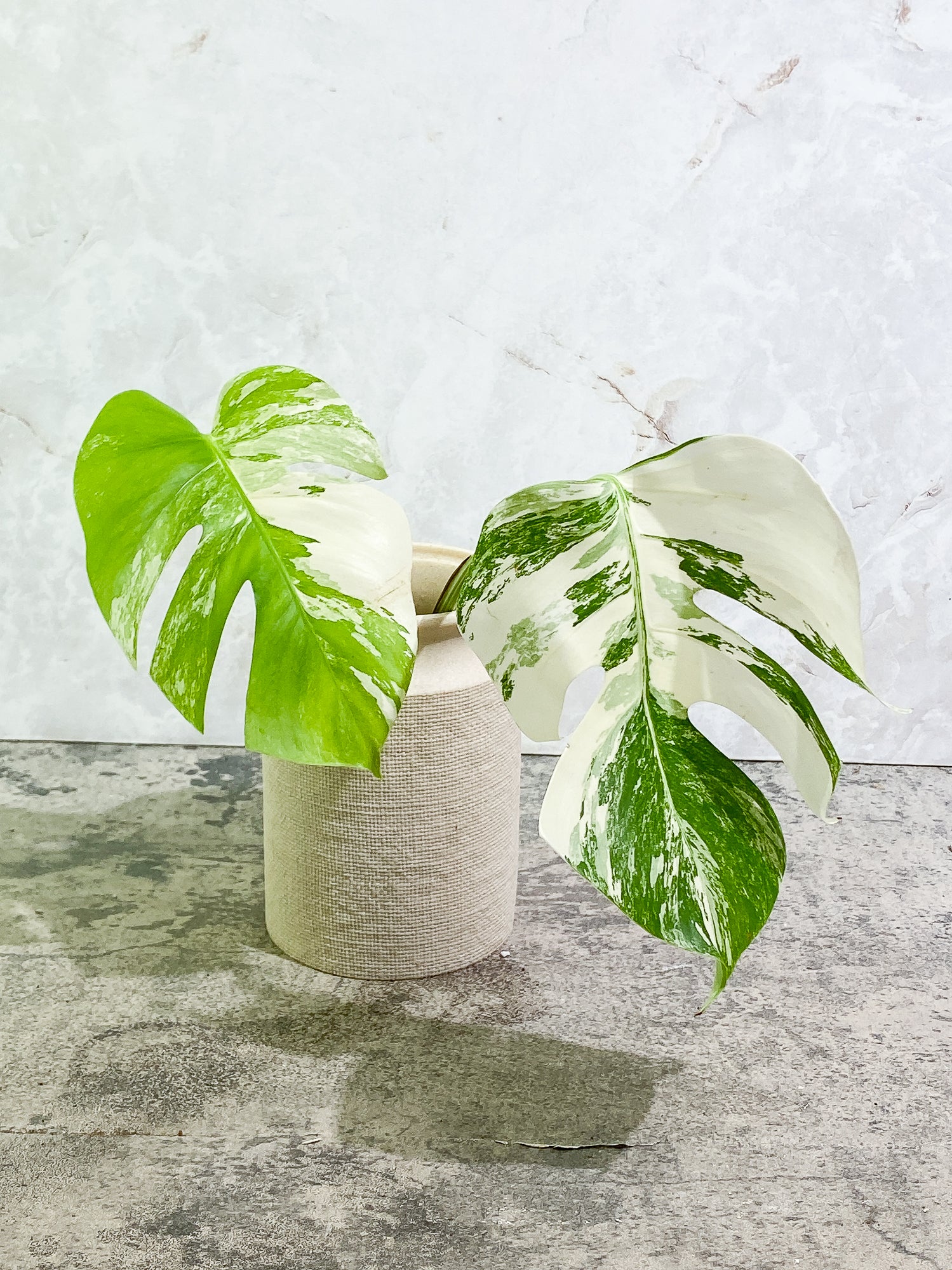 Monstera Albo Variegata Top Cutting 6 Leaf High Variegated 