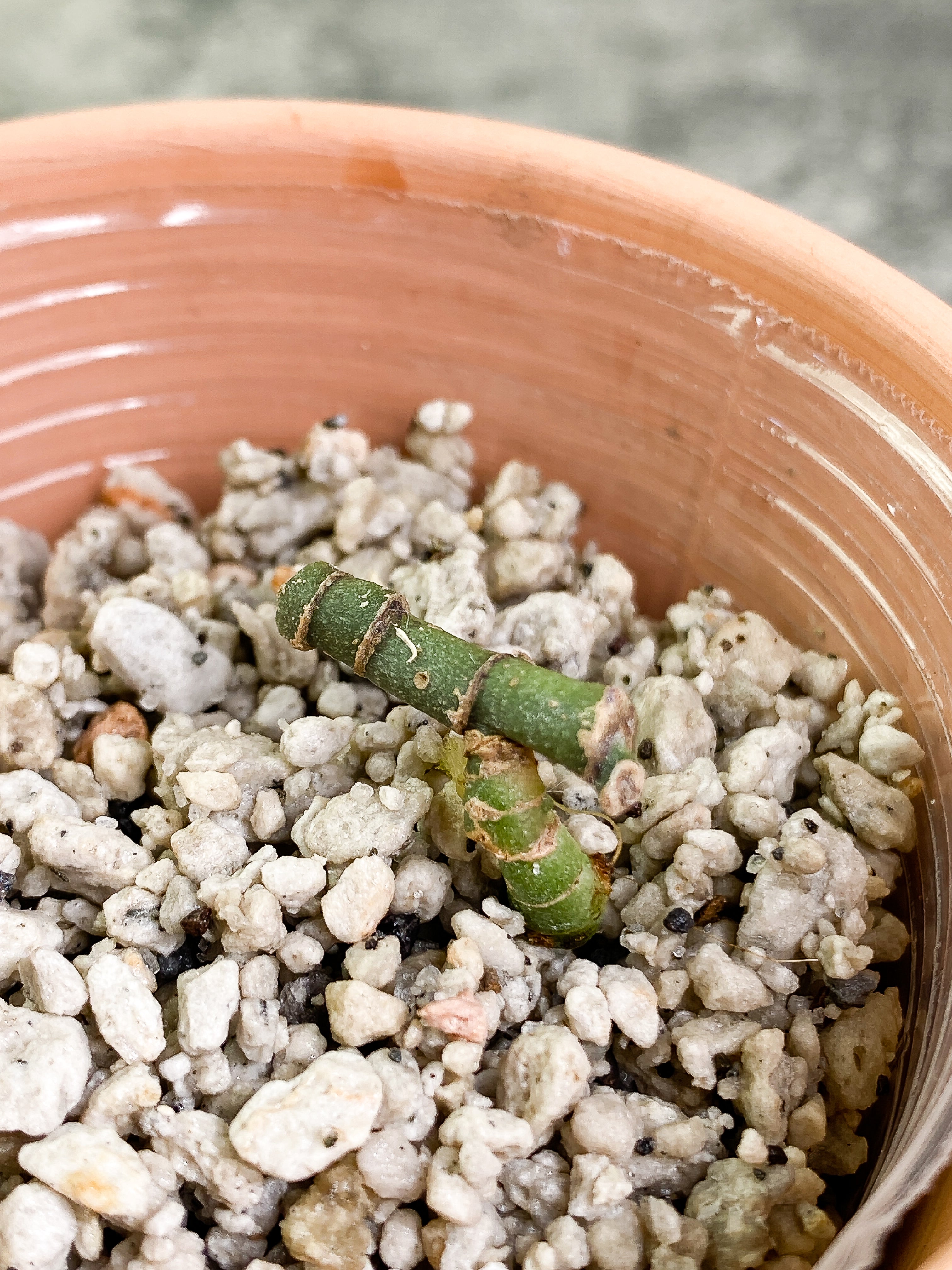 Scindapsus tricolor Slightly Rooted multiple node