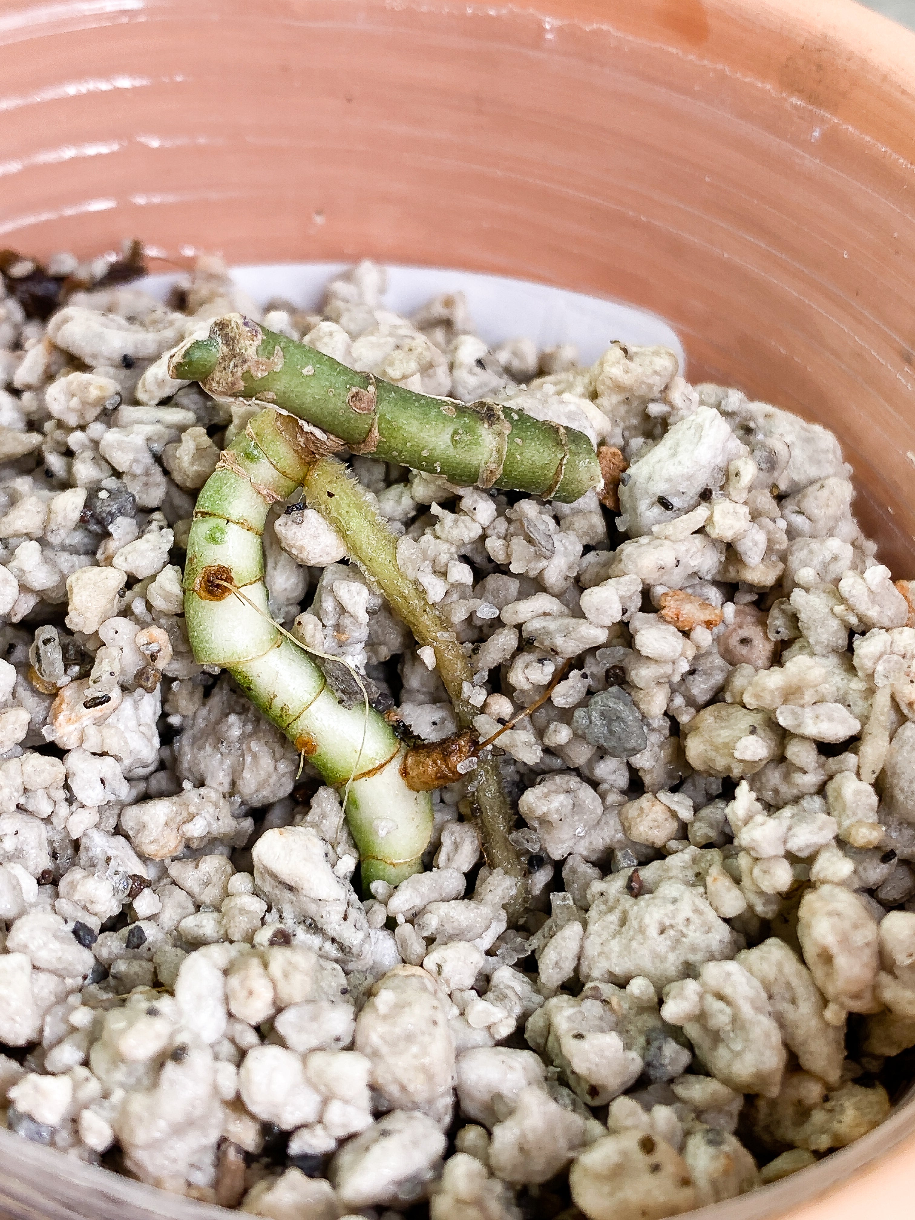Scindapsus tricolor Slightly Rooted multiple node