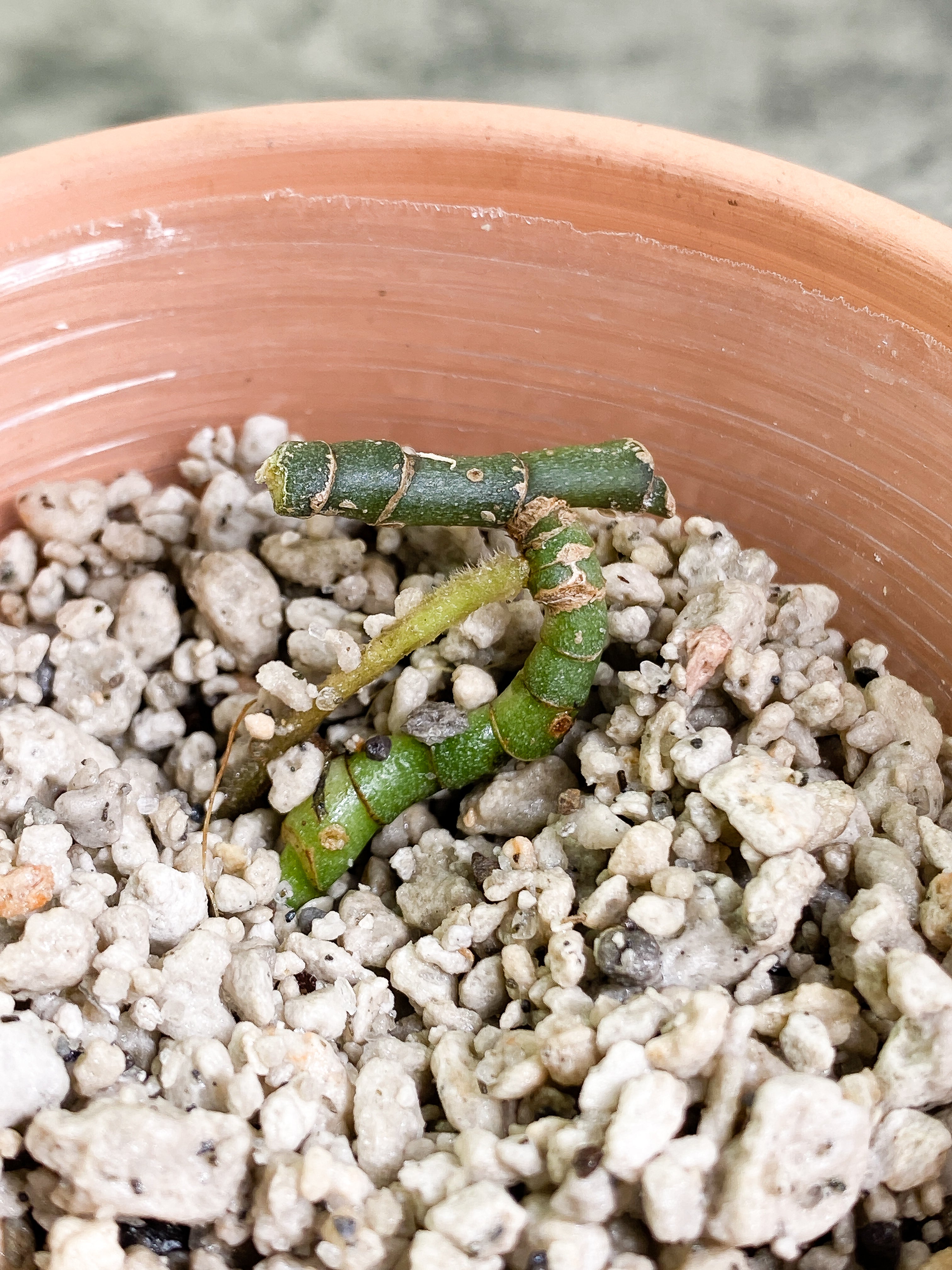 Scindapsus tricolor Slightly Rooted multiple node