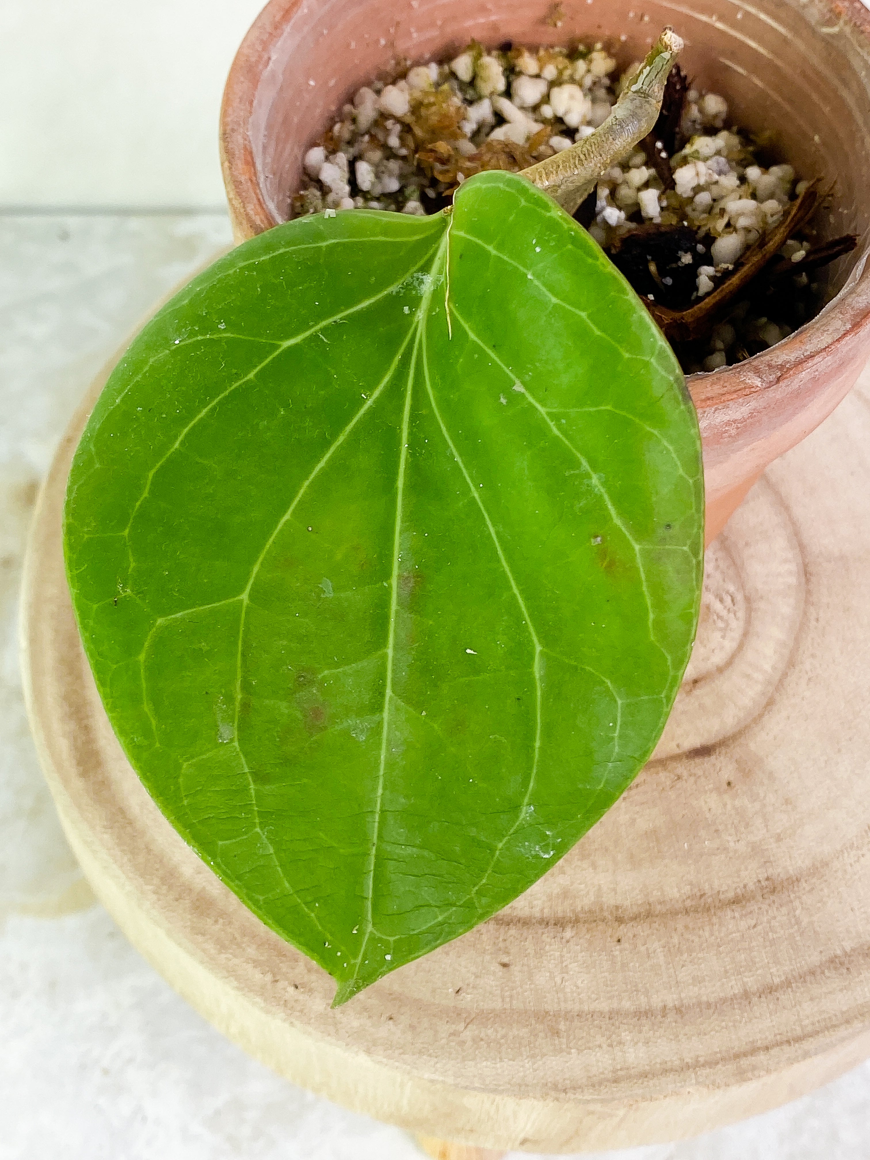 Hoya png sv 432 1 leaf Rooted