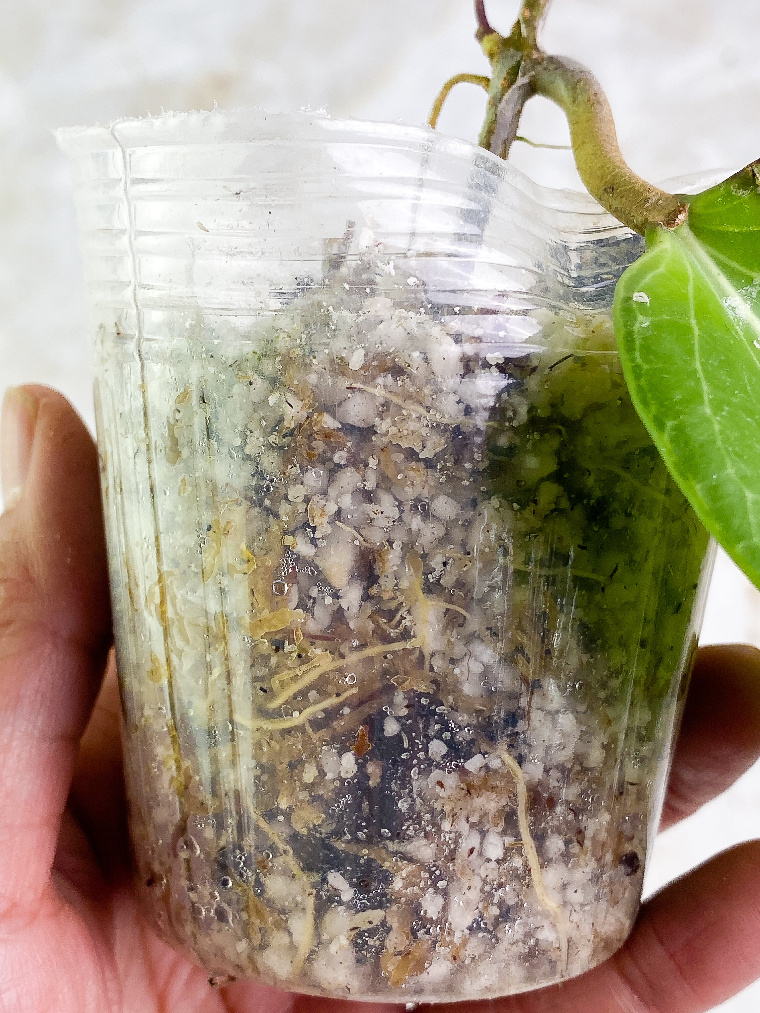 Hoya png sv 432 1 leaf Rooted