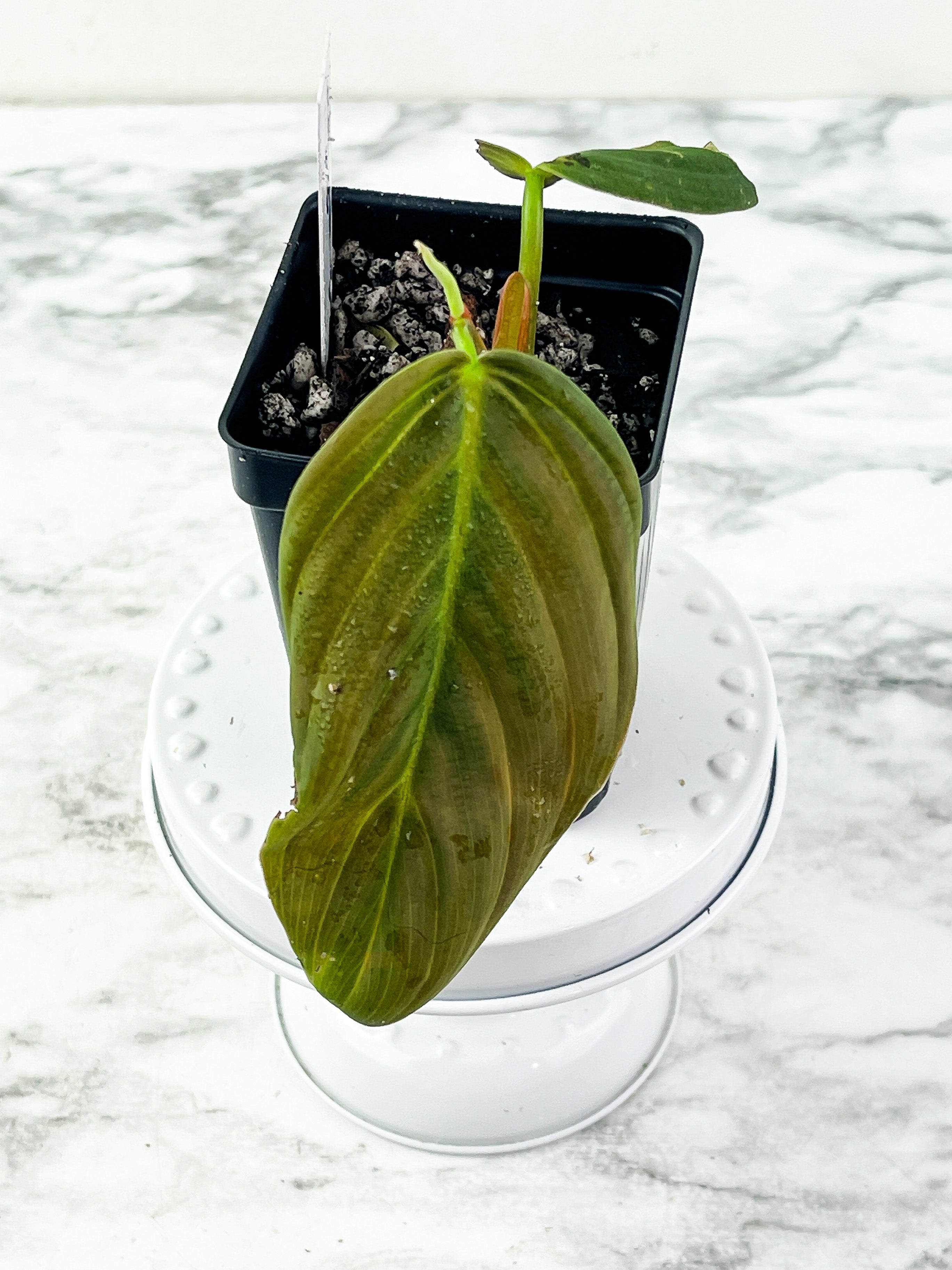 Philodendron Gigas slightly rooted cutting 2 leaves
