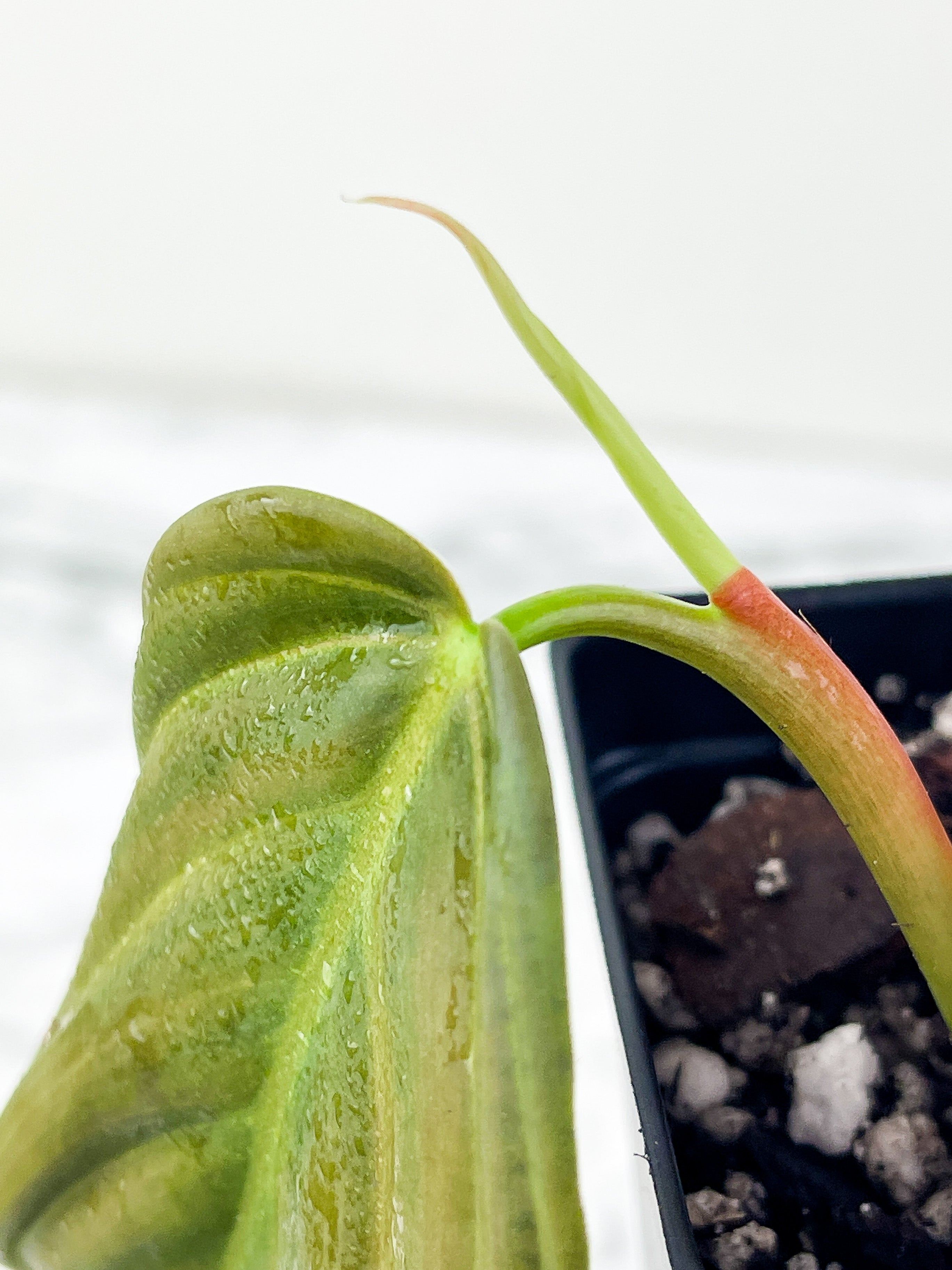 Philodendron Gigas slightly rooted cutting 2 leaves
