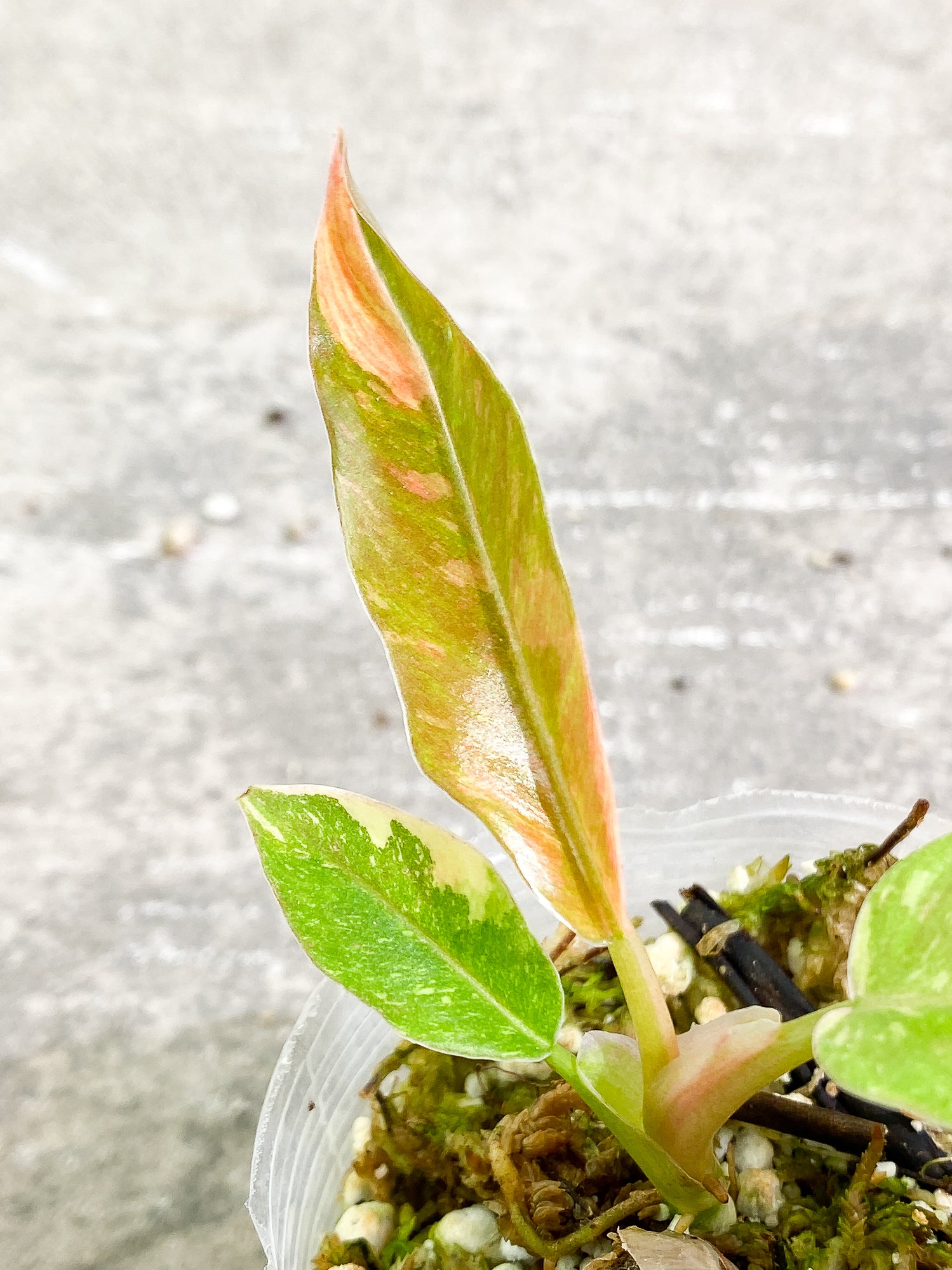Philodendron Ring of Fire 3 leaves 1 sprout slightly rooted
