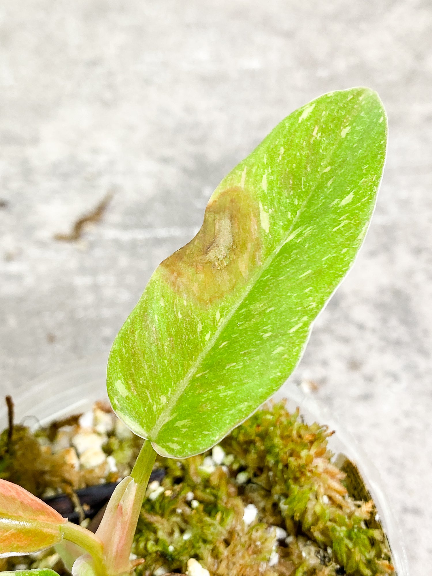 Philodendron Ring of Fire 3 leaves 1 sprout slightly rooted