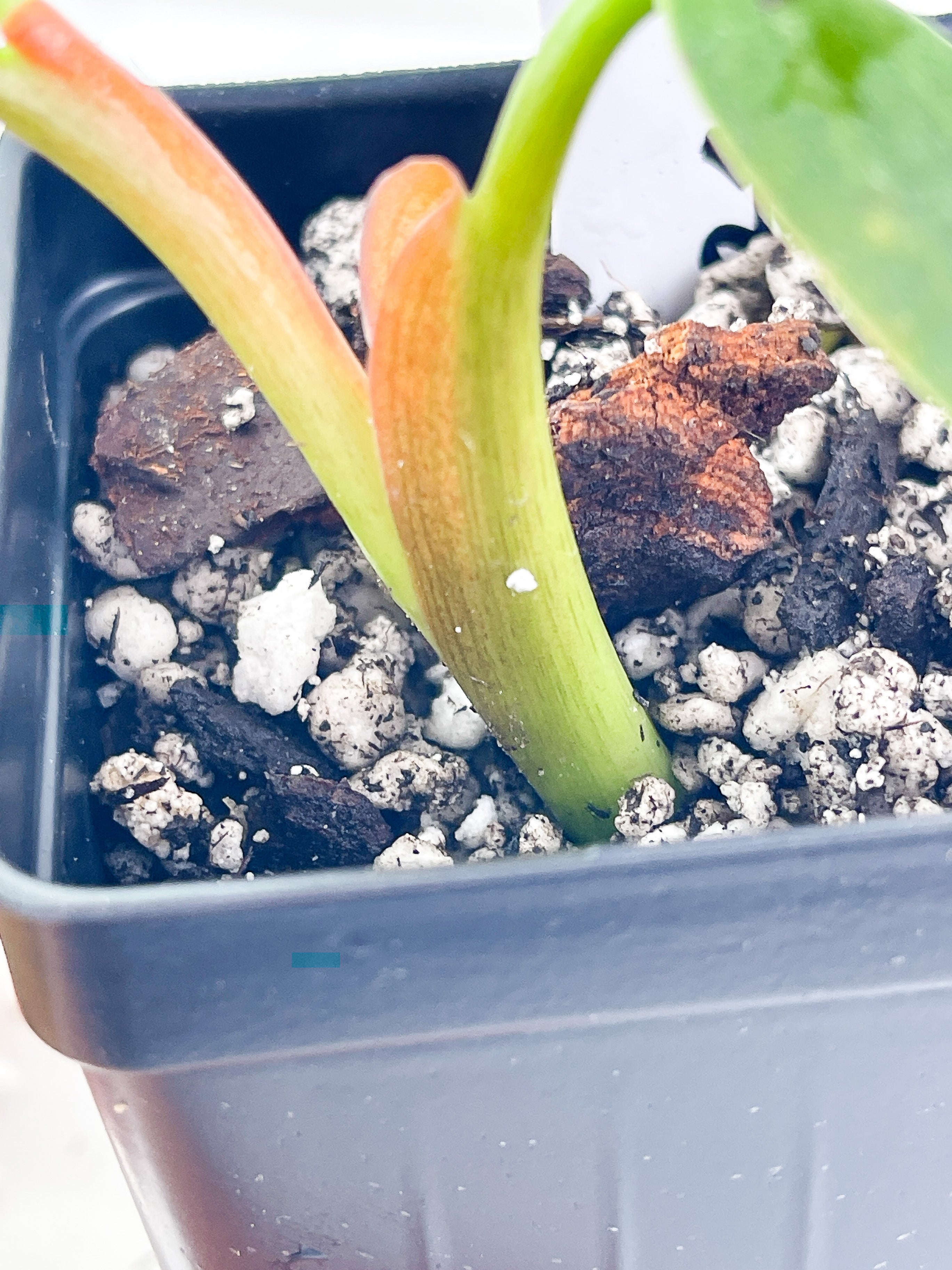 Philodendron Gigas slightly rooted cutting 2 leaves