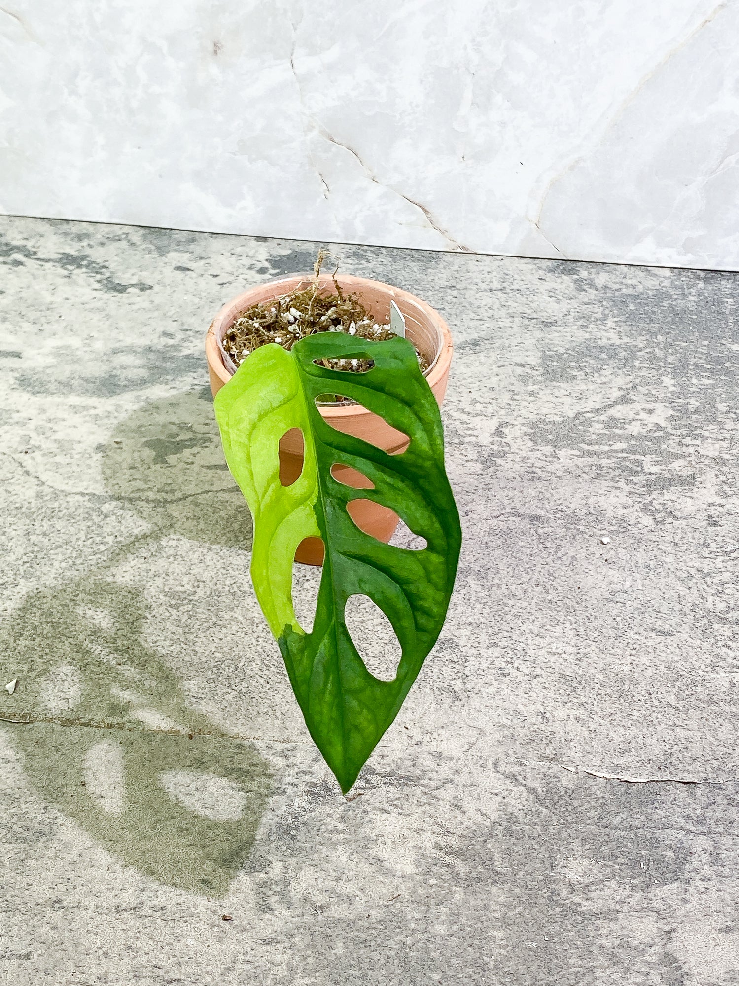 Monstera adansonii Albo/ aurea variegated Slightly Rooted 1 leaf. new leaf's variegation is yellow then fade into white.