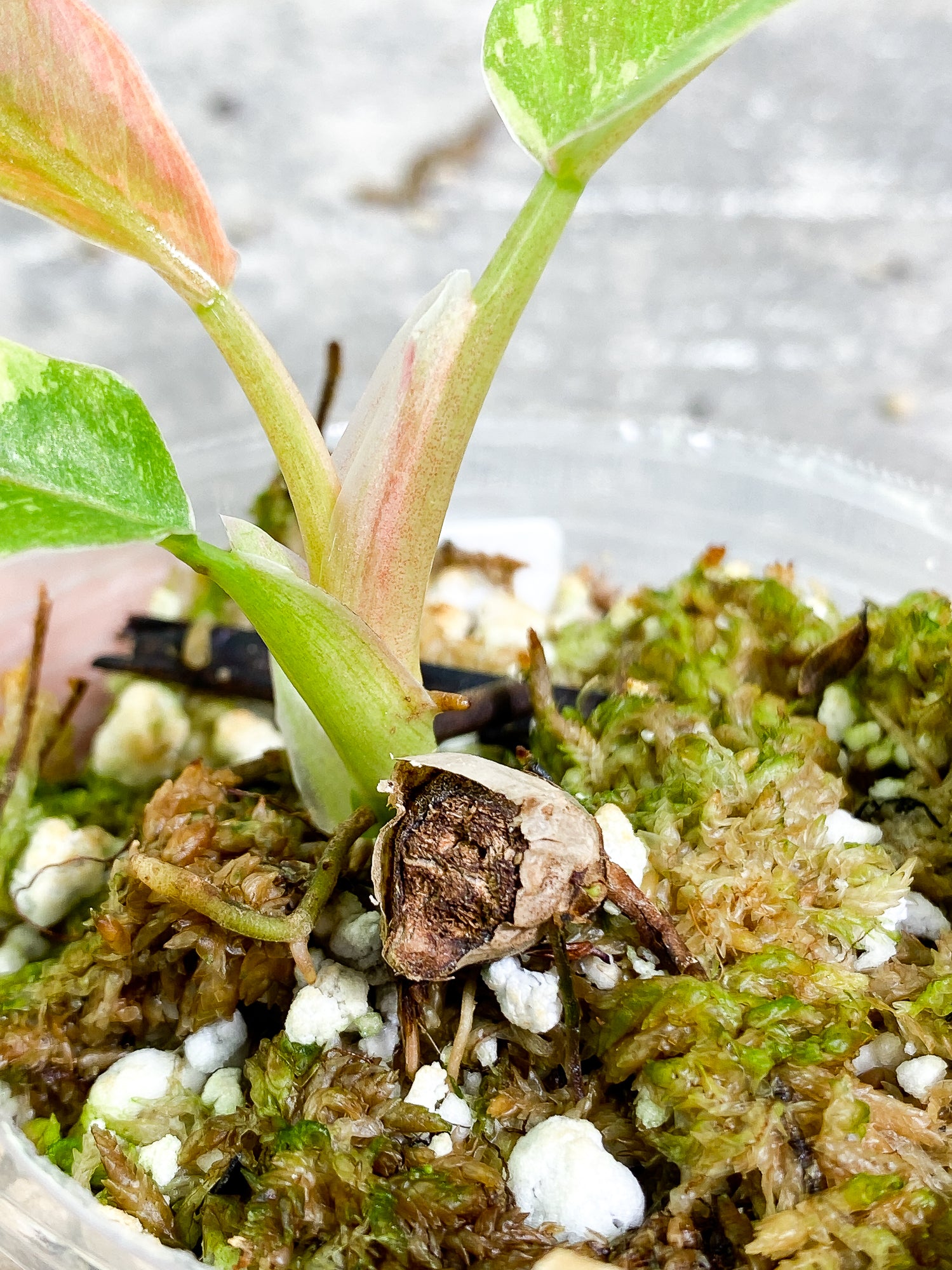 Philodendron Ring of Fire 3 leaves 1 sprout slightly rooted