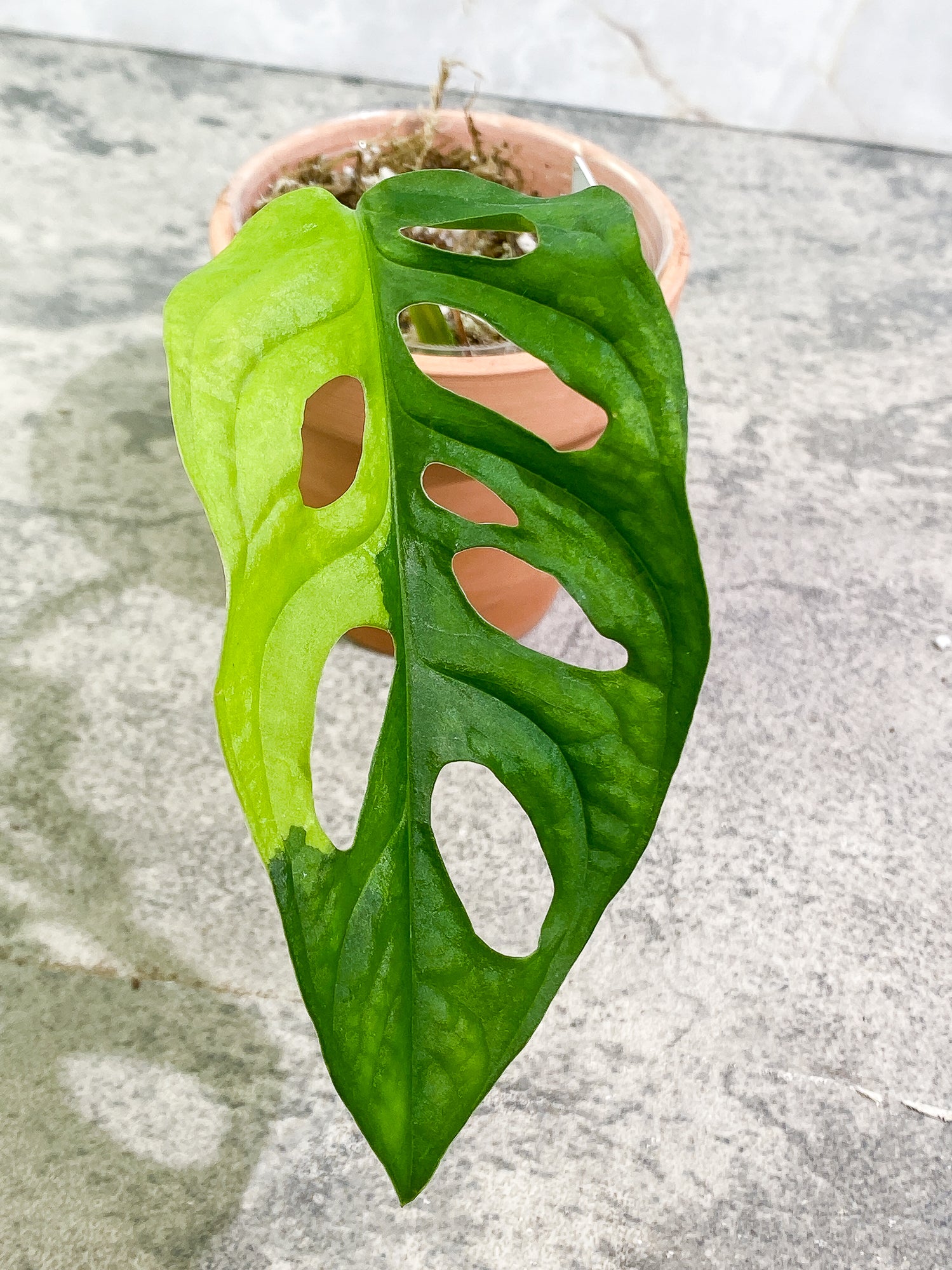 Monstera adansonii Albo/ aurea variegated Slightly Rooted 1 leaf. new leaf's variegation is yellow then fade into white.