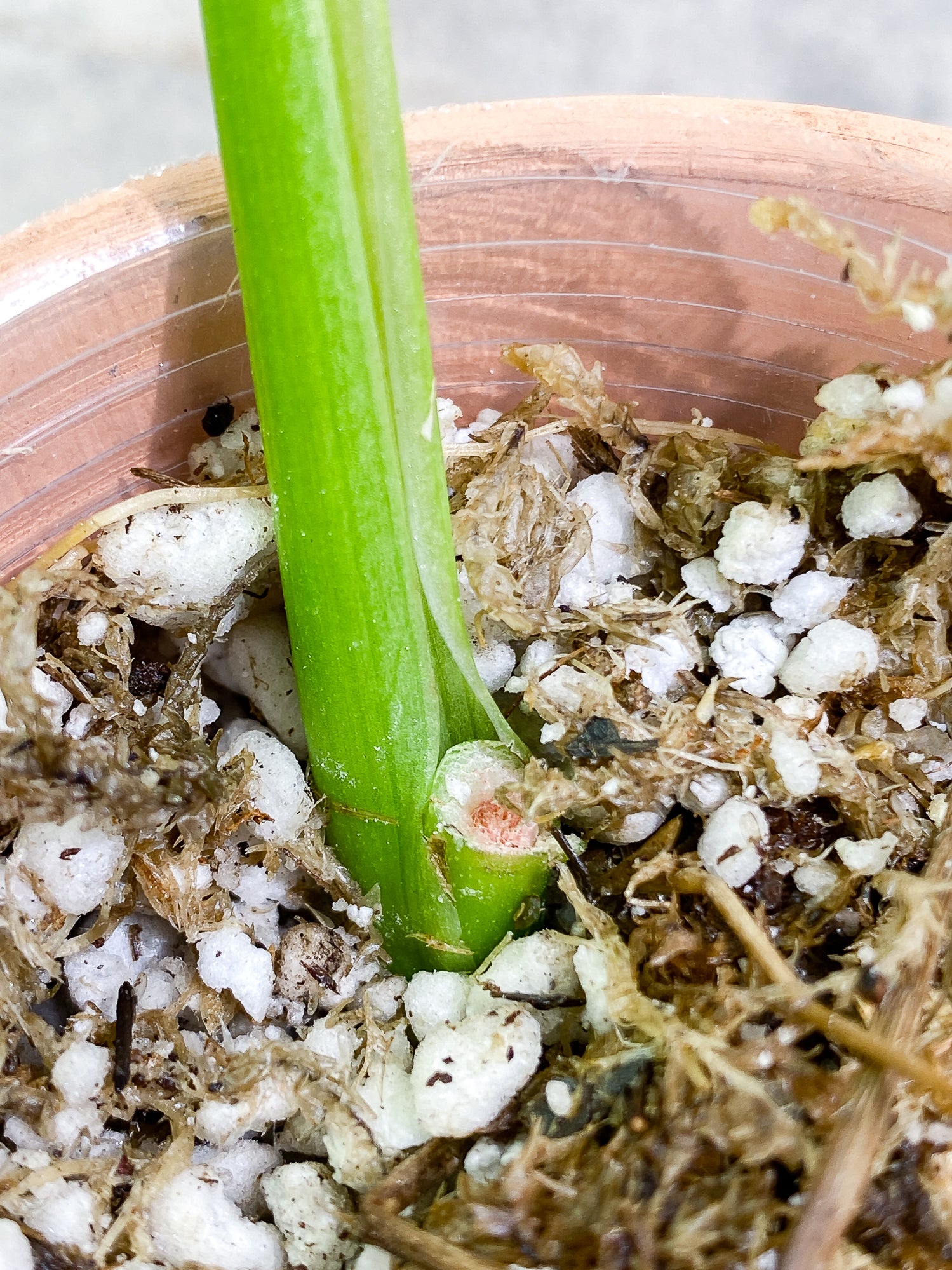Monstera adansonii Albo/ aurea variegated Slightly Rooted 1 leaf. new leaf's variegation is yellow then fade into white.