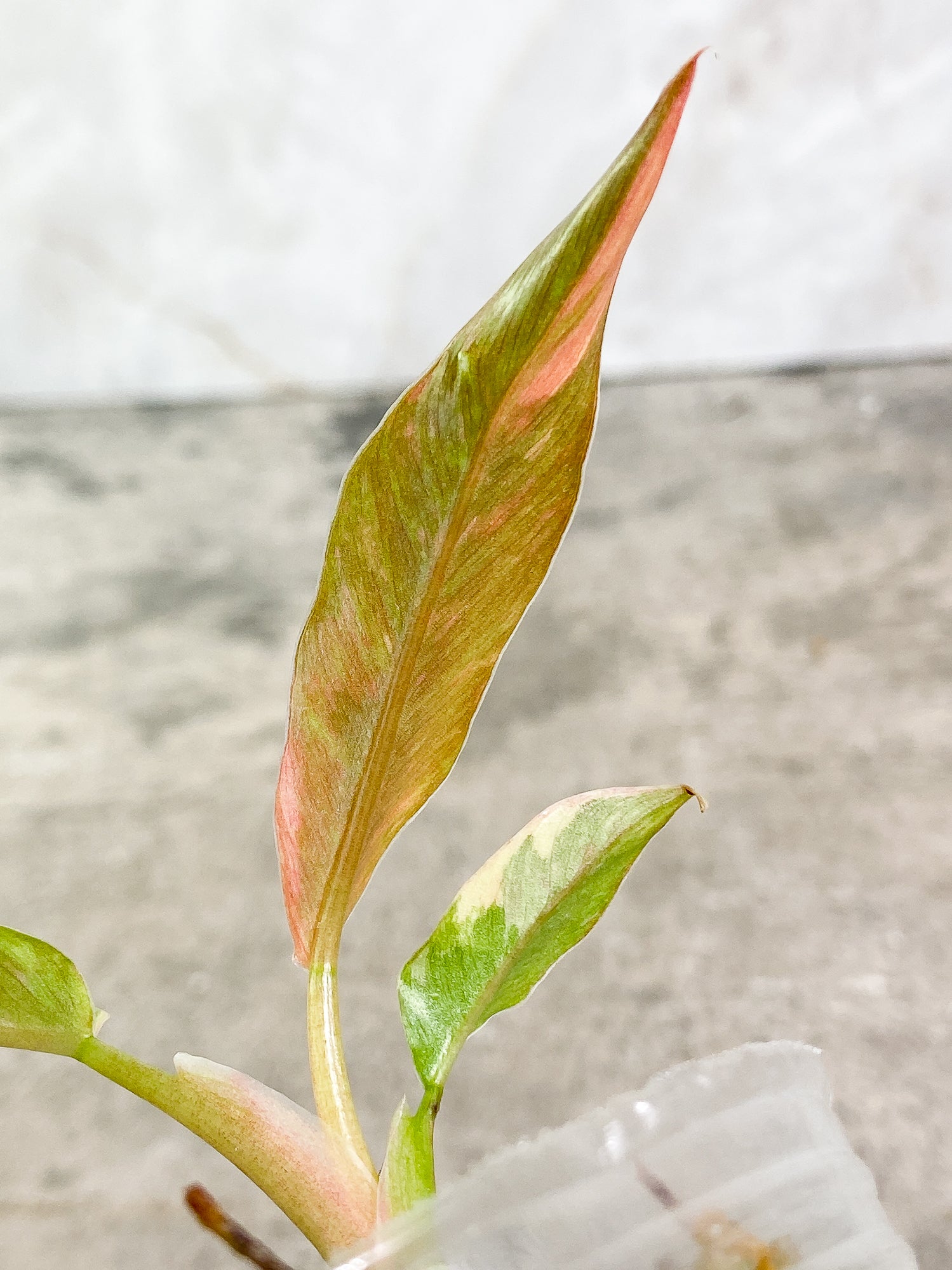 Philodendron Ring of Fire 3 leaves 1 sprout slightly rooted