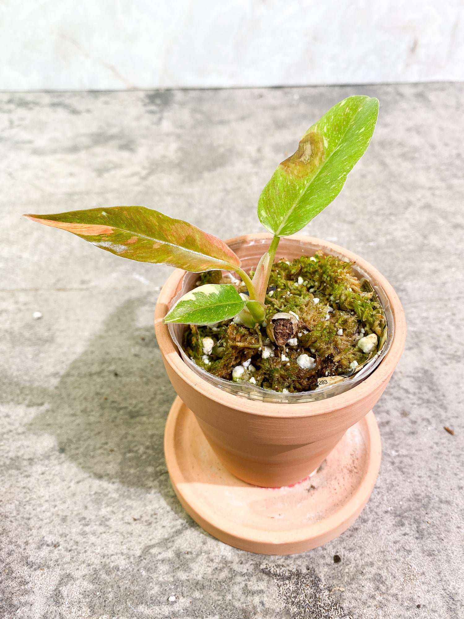 Philodendron Ring of Fire 3 leaves 1 sprout slightly rooted