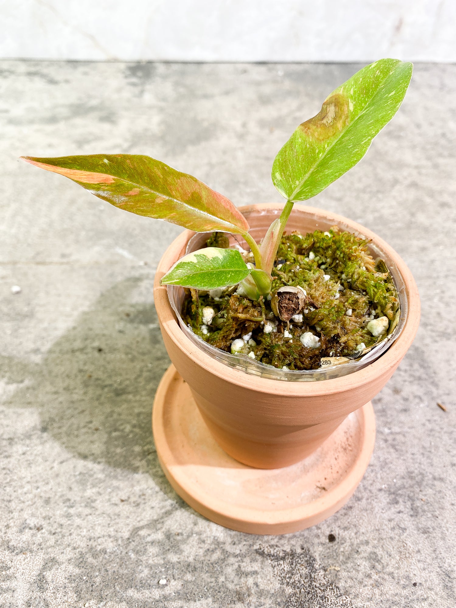 Philodendron Ring of Fire 3 leaves 1 sprout slightly rooted