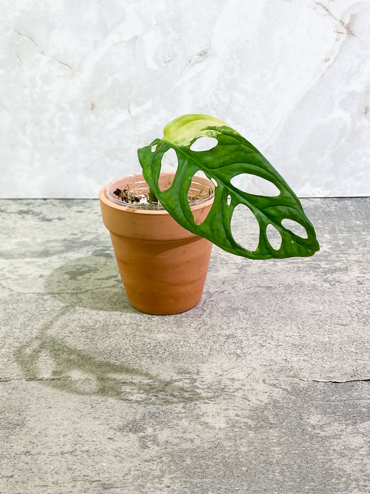 Monstera adansonii aurea Tricolor variegated 1 leaf