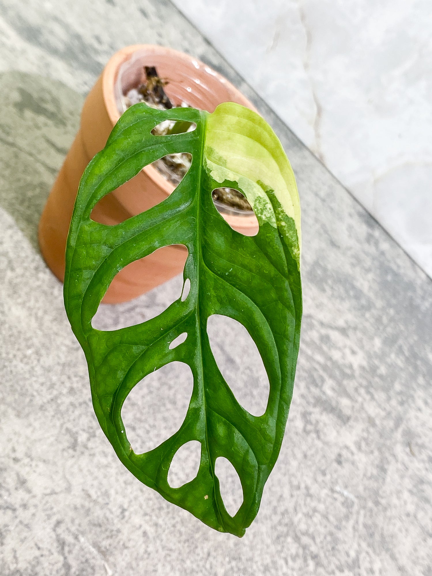Monstera adansonii aurea Tricolor variegated 1 leaf