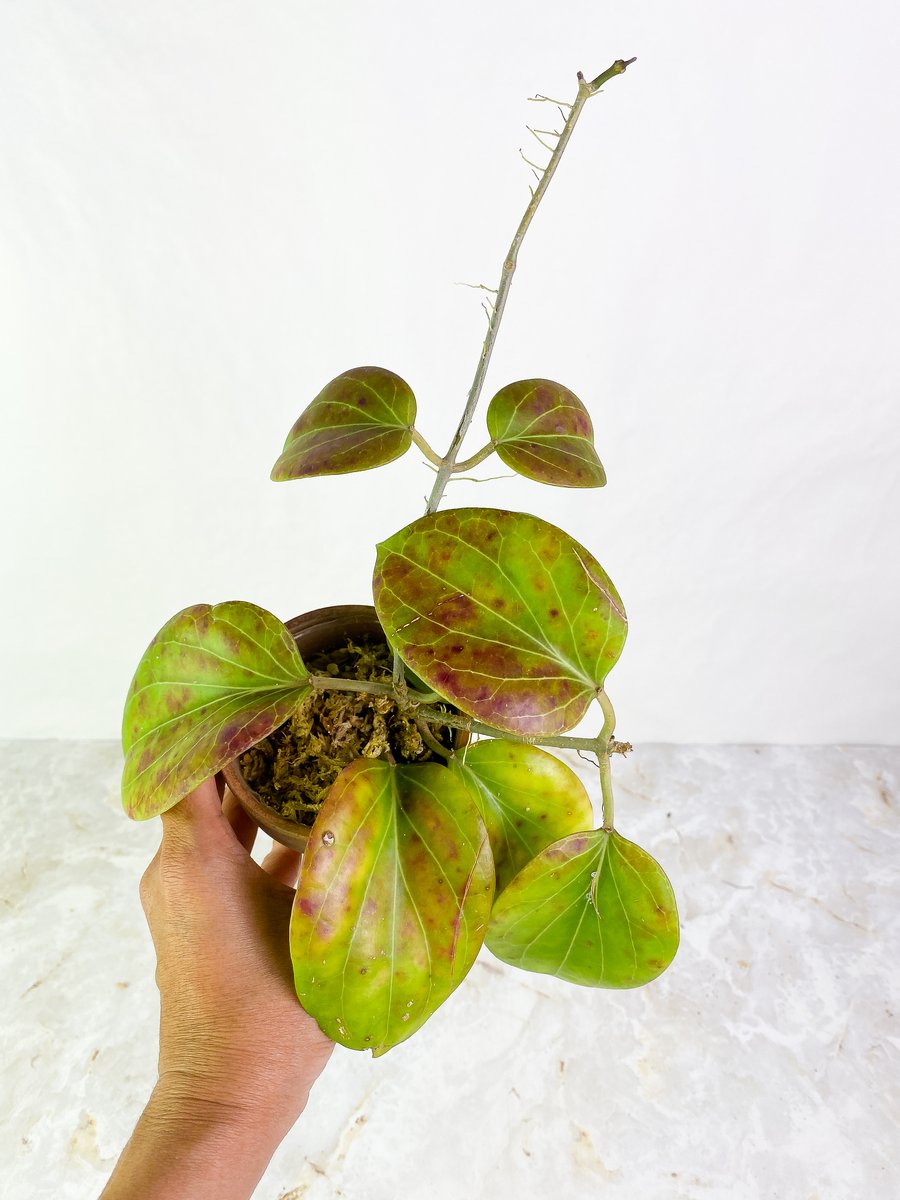 Hoya png sv 432 1 leaf Rooted