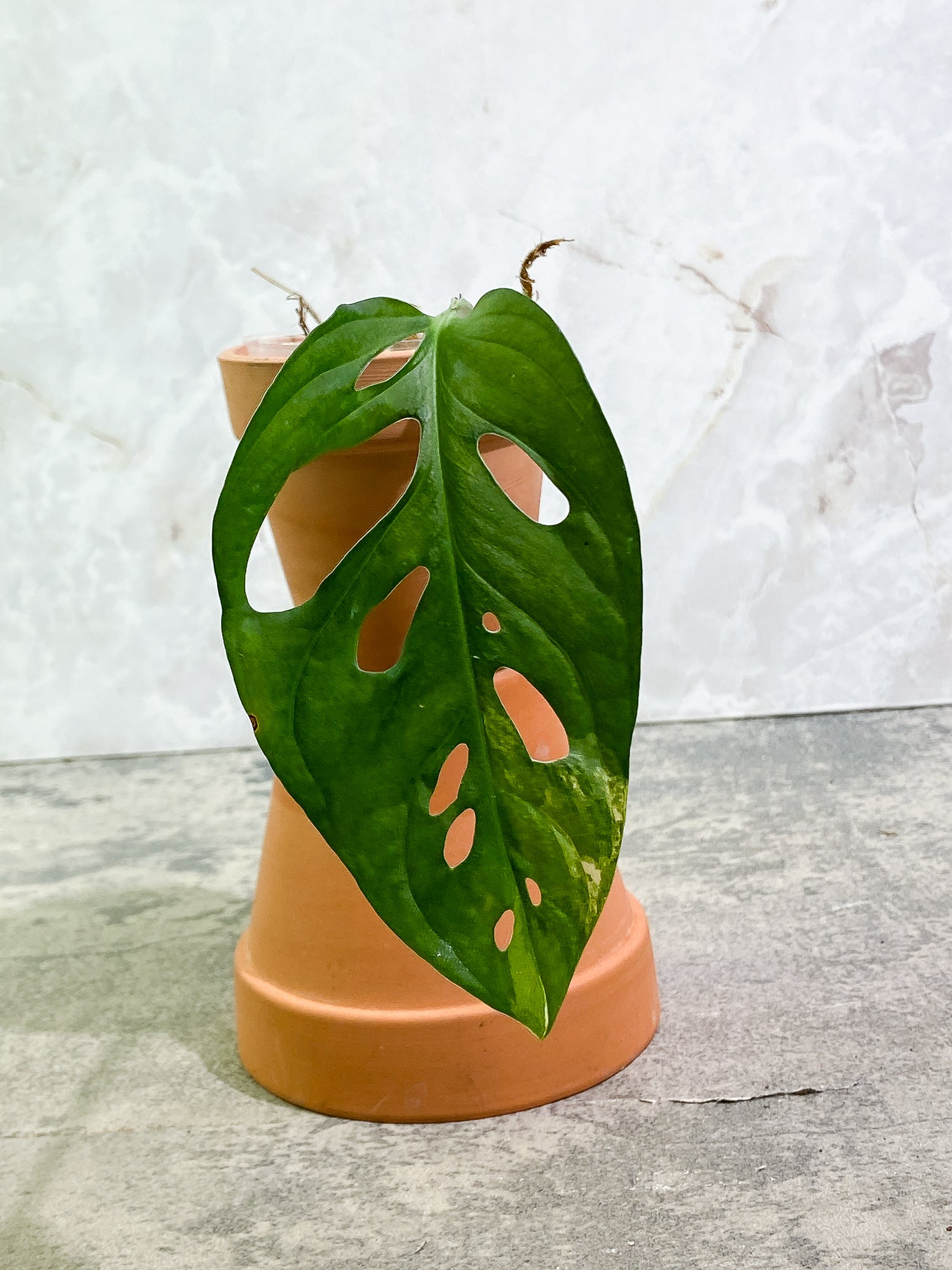 Monstera adansonii aurea Tricolor variegated 1 leaf