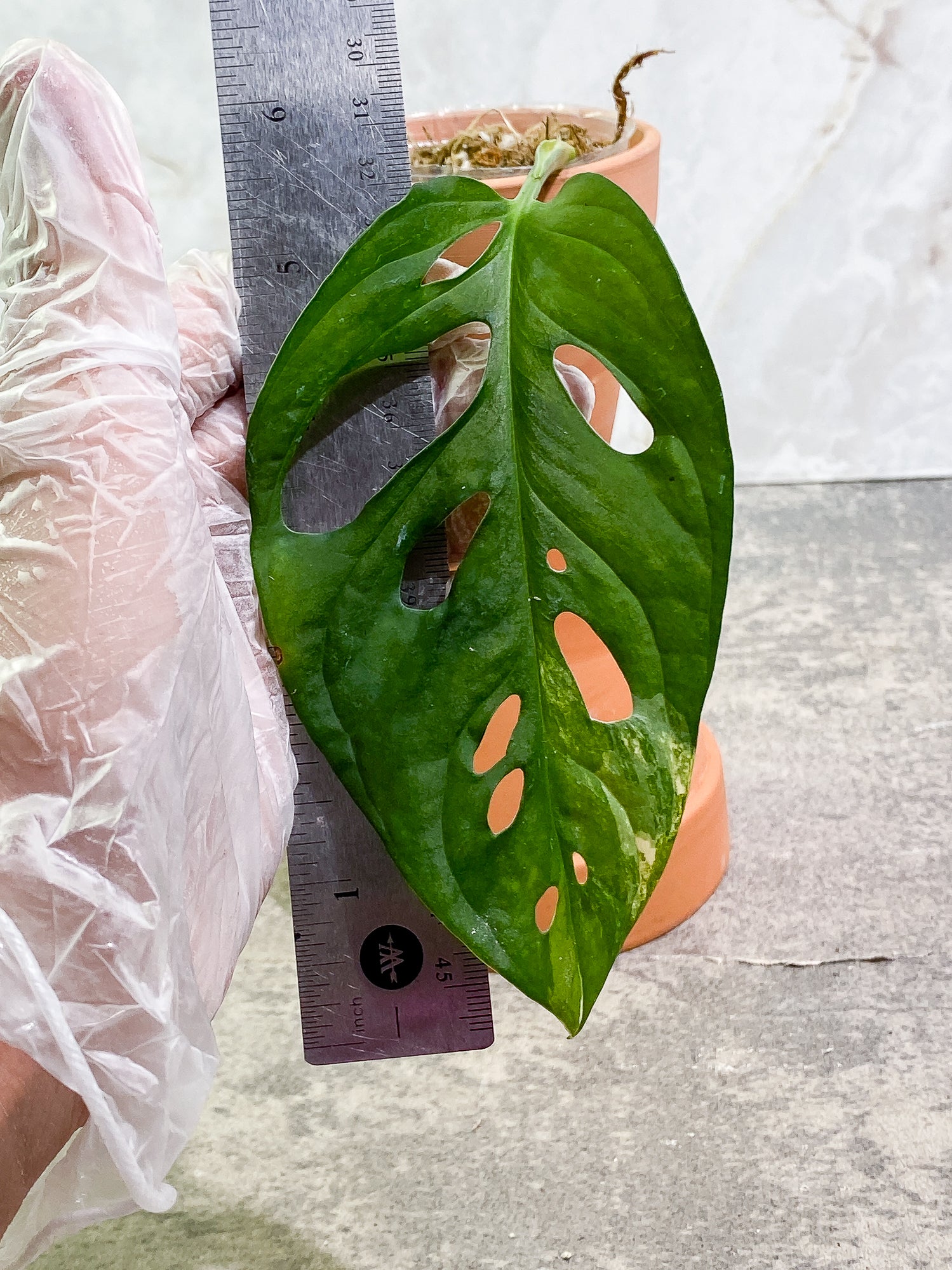 Monstera adansonii aurea Tricolor variegated 1 leaf