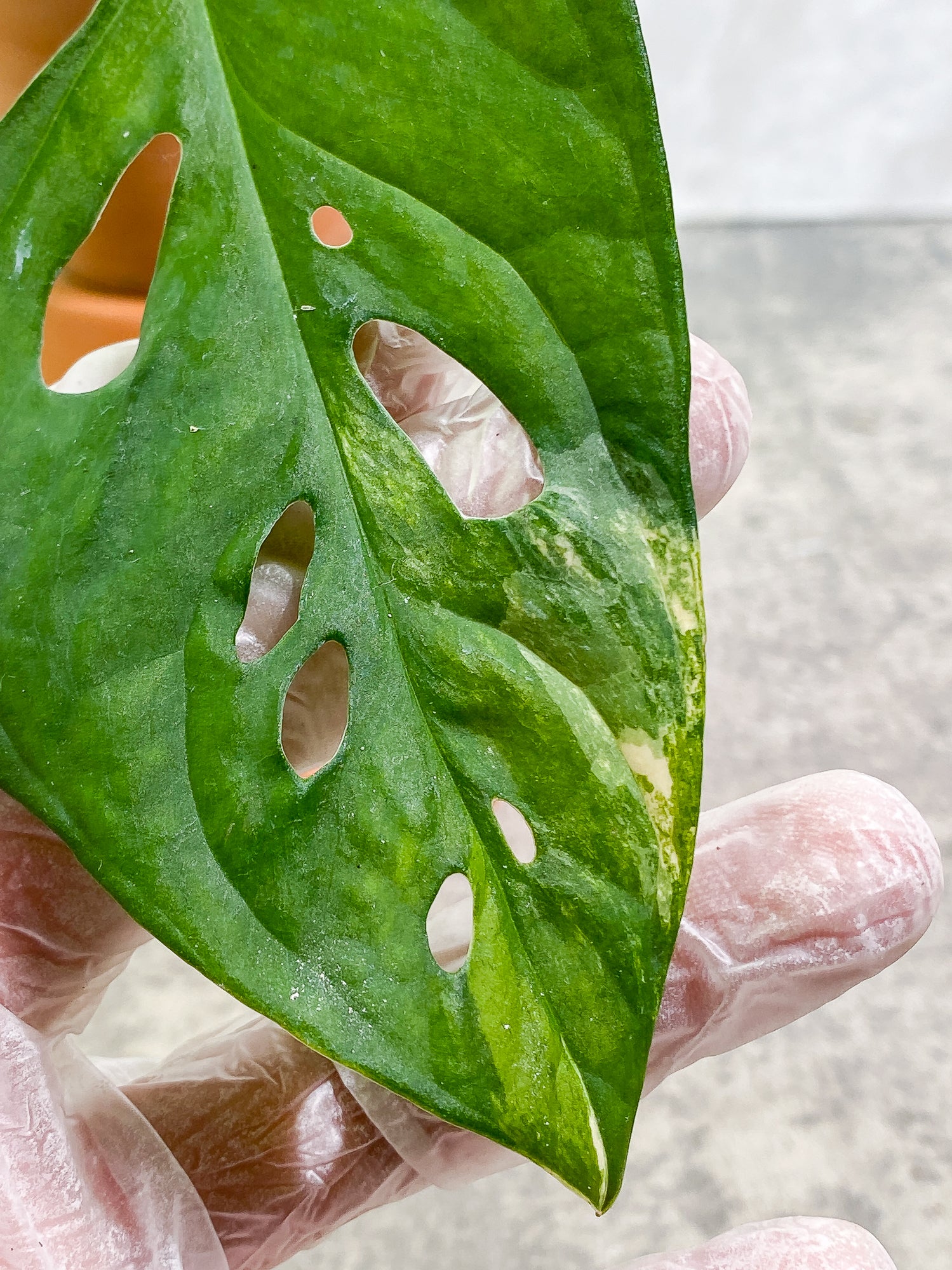 Monstera adansonii aurea Tricolor variegated 1 leaf
