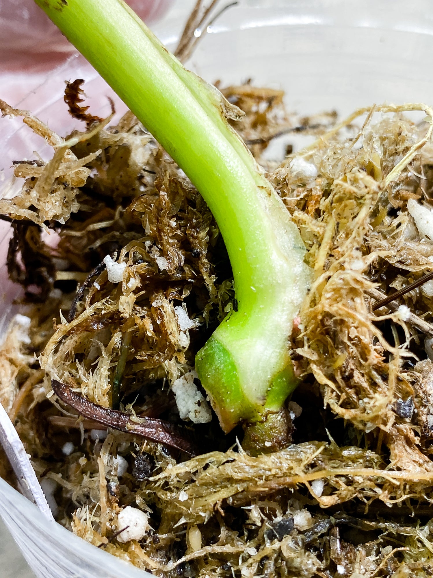 Monstera adansonii aurea Tricolor variegated 1 leaf