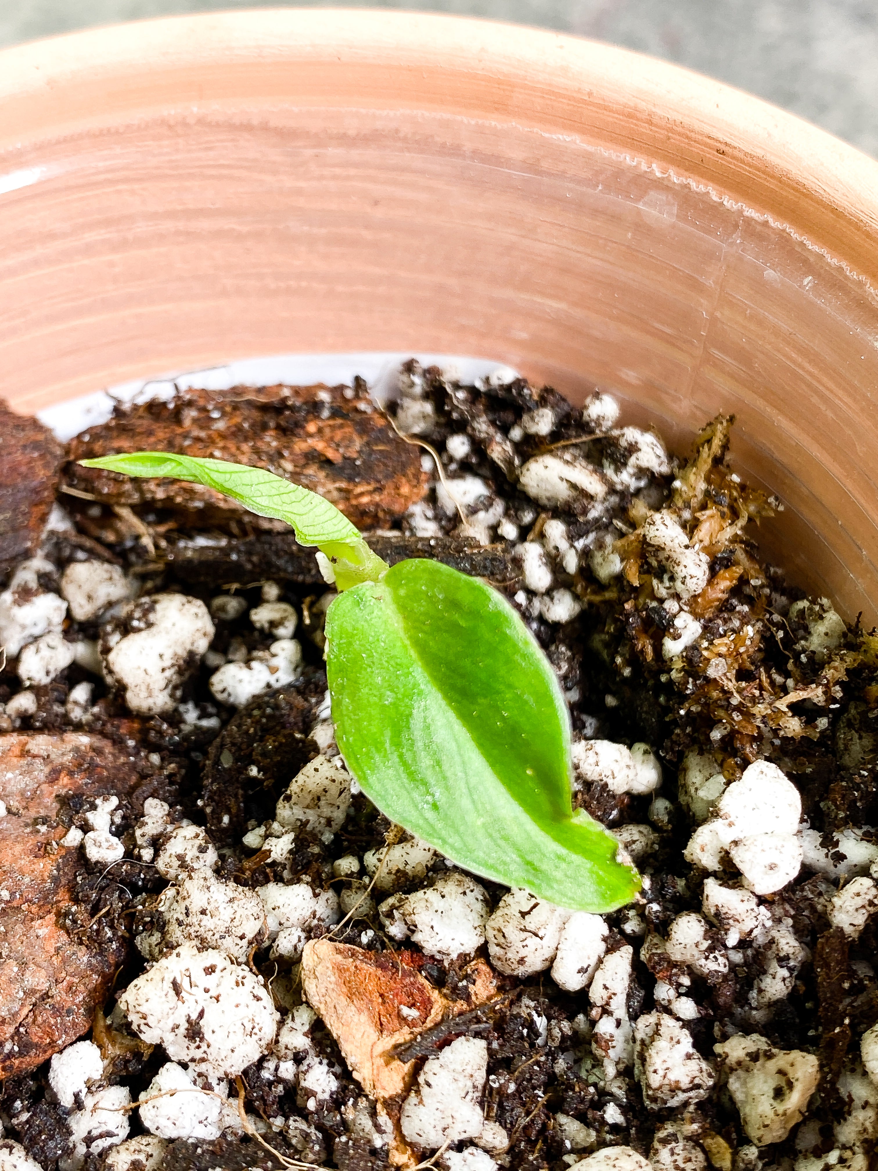 Philodendron verrucosum san miguel 2 leaves Rooting