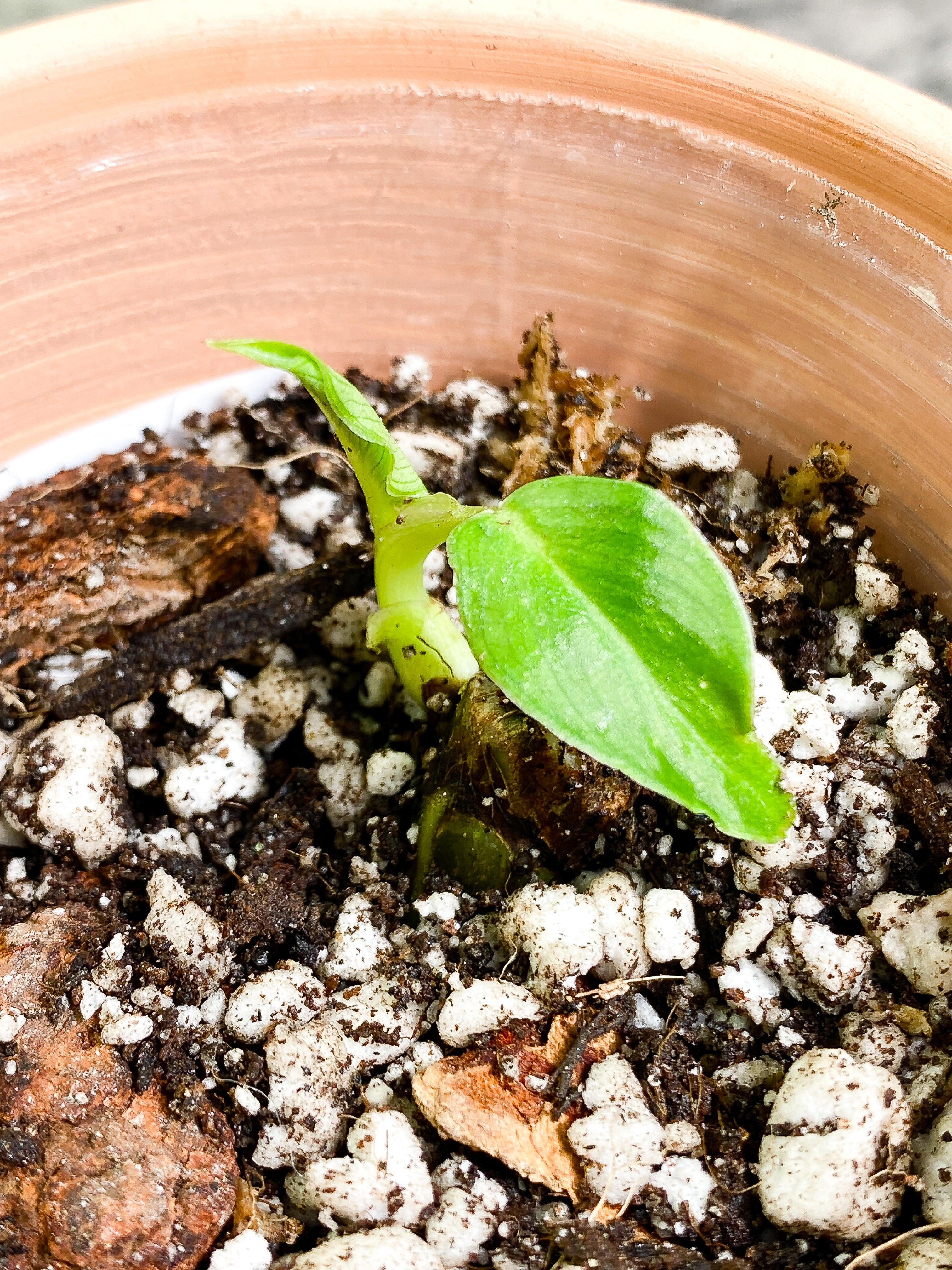 Philodendron verrucosum san miguel 2 leaves Rooting