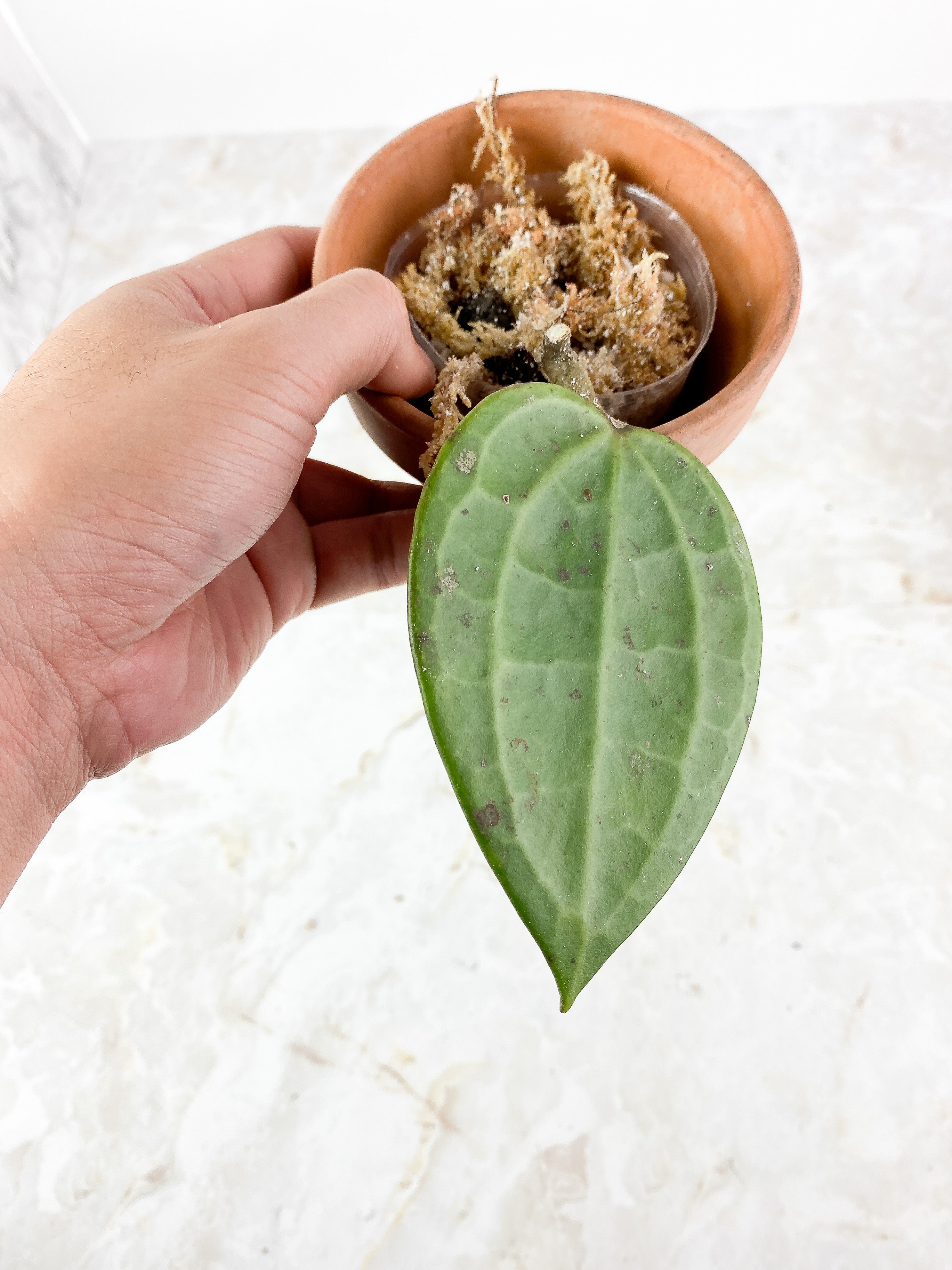 Hoya Latifolia Slightly Slightly Rooted 1 leaf