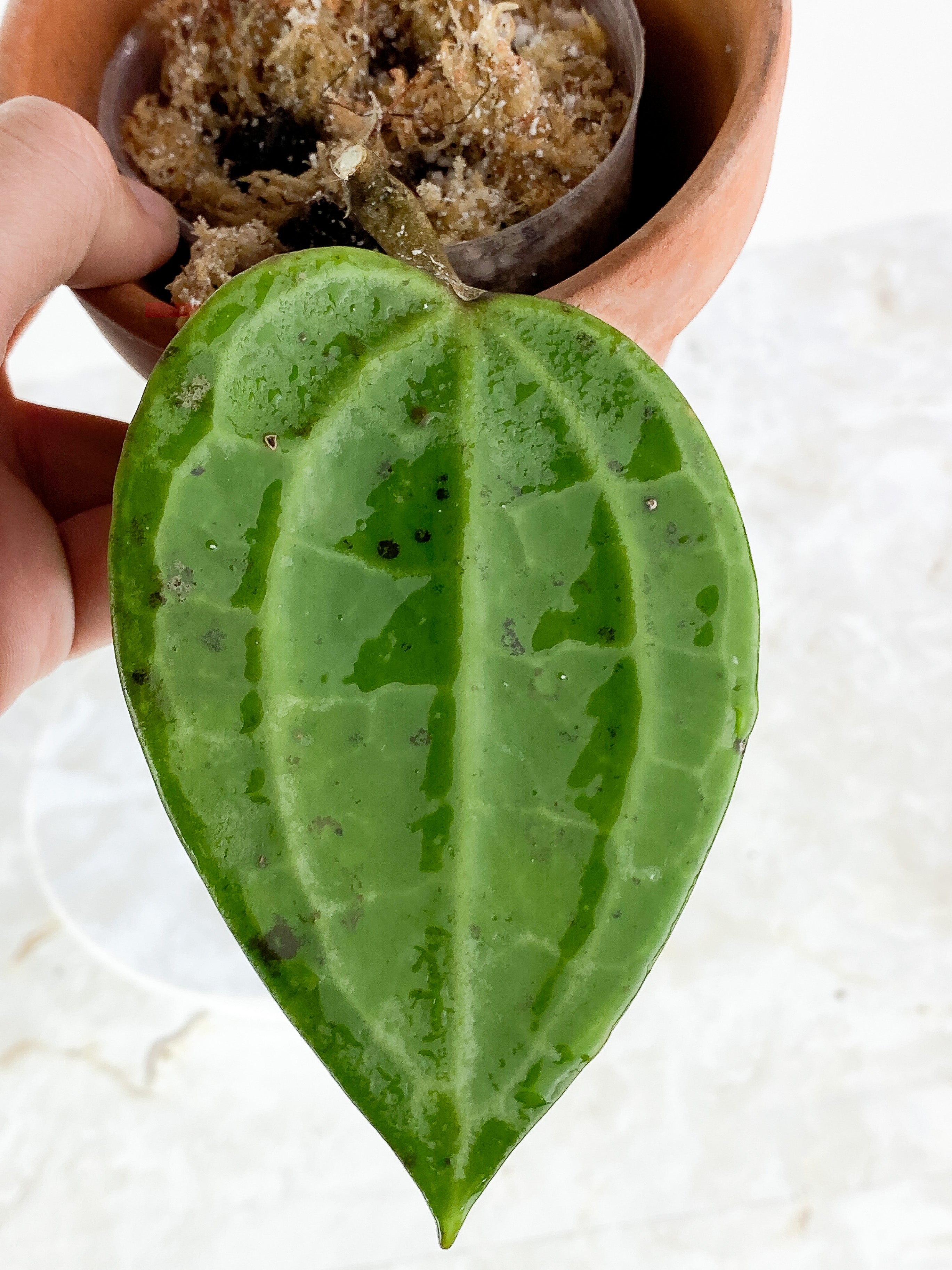 Hoya Latifolia Slightly Slightly Rooted 1 leaf