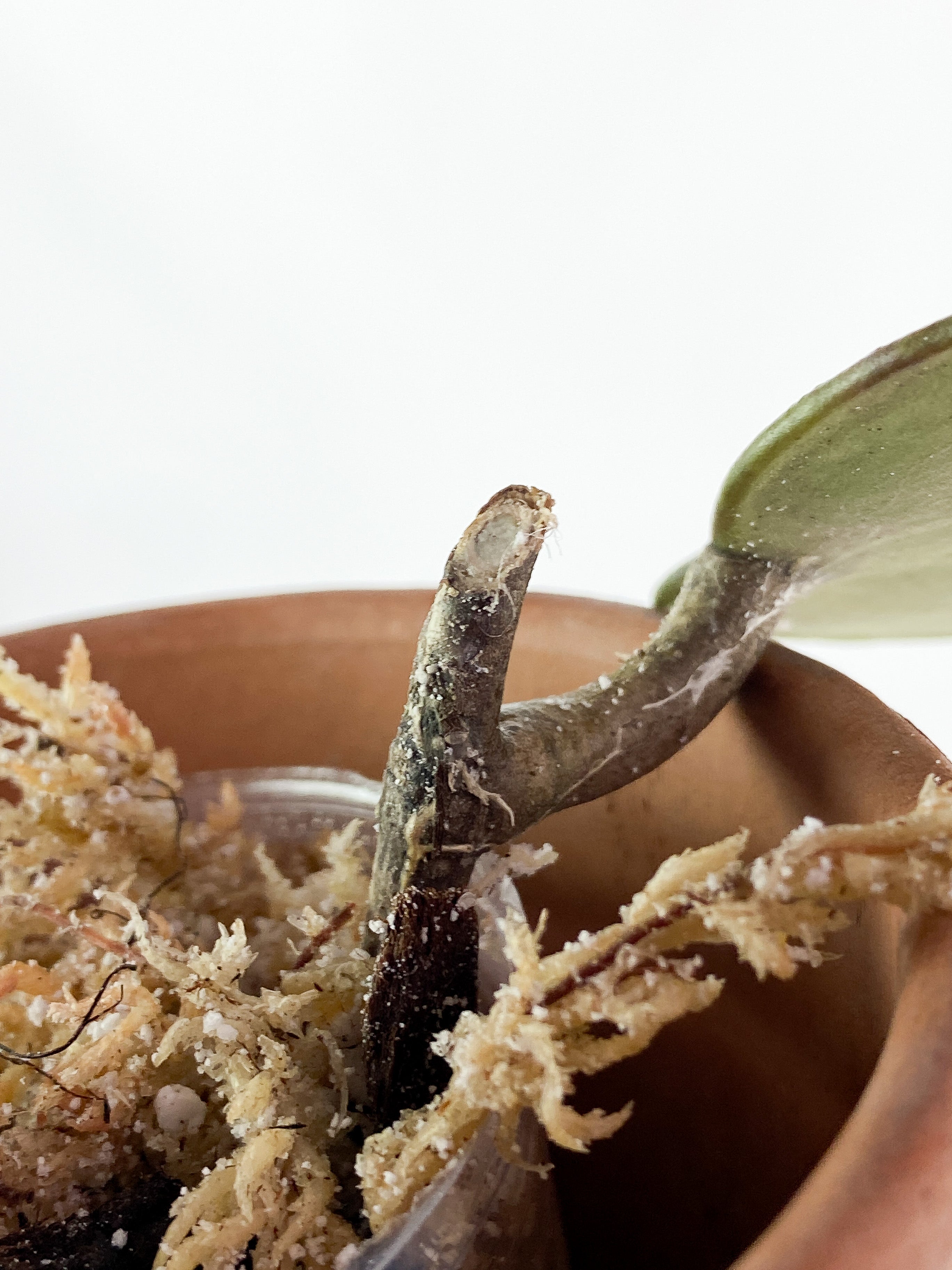 Hoya Latifolia Slightly Slightly Rooted 1 leaf