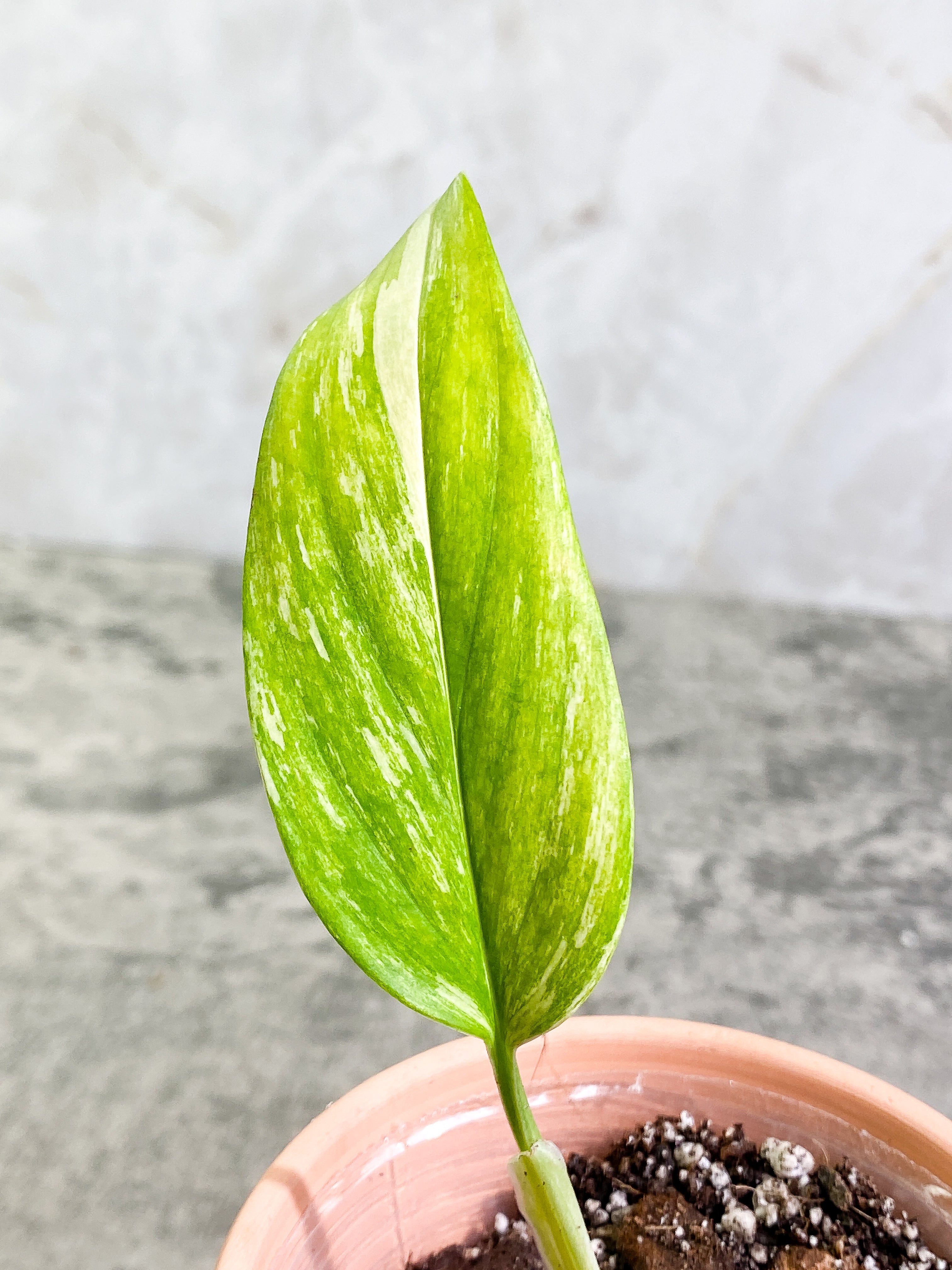 Monstera Standleyana Aurea 1 leaf rooted
