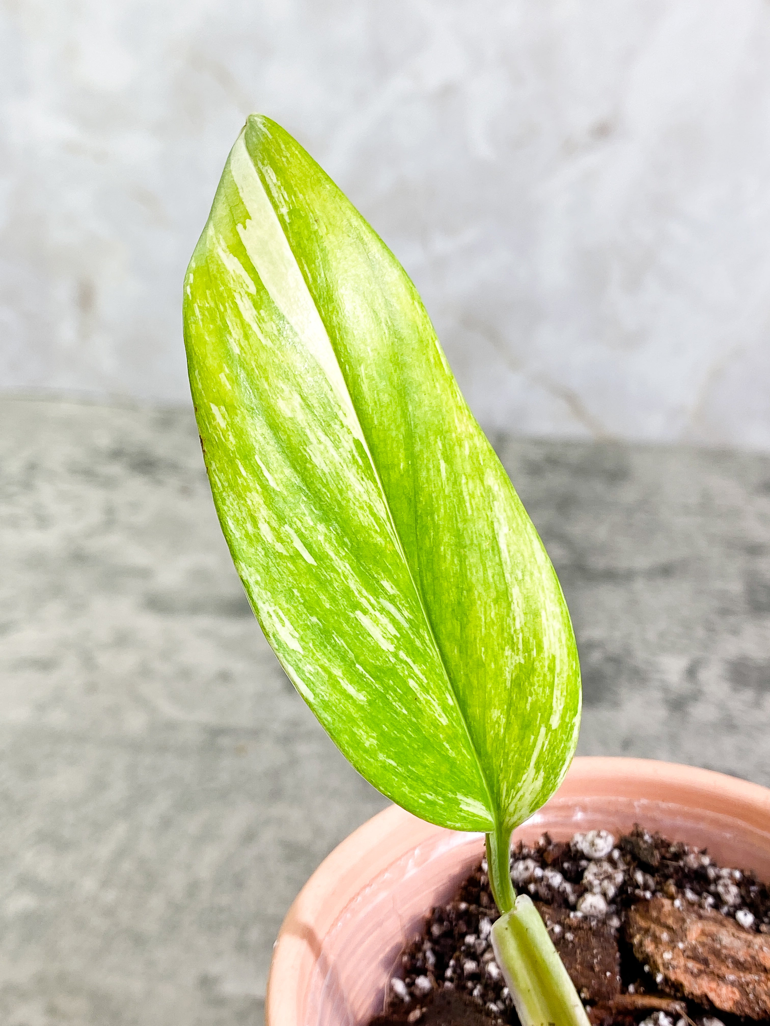 Monstera Standleyana Aurea 1 leaf rooted