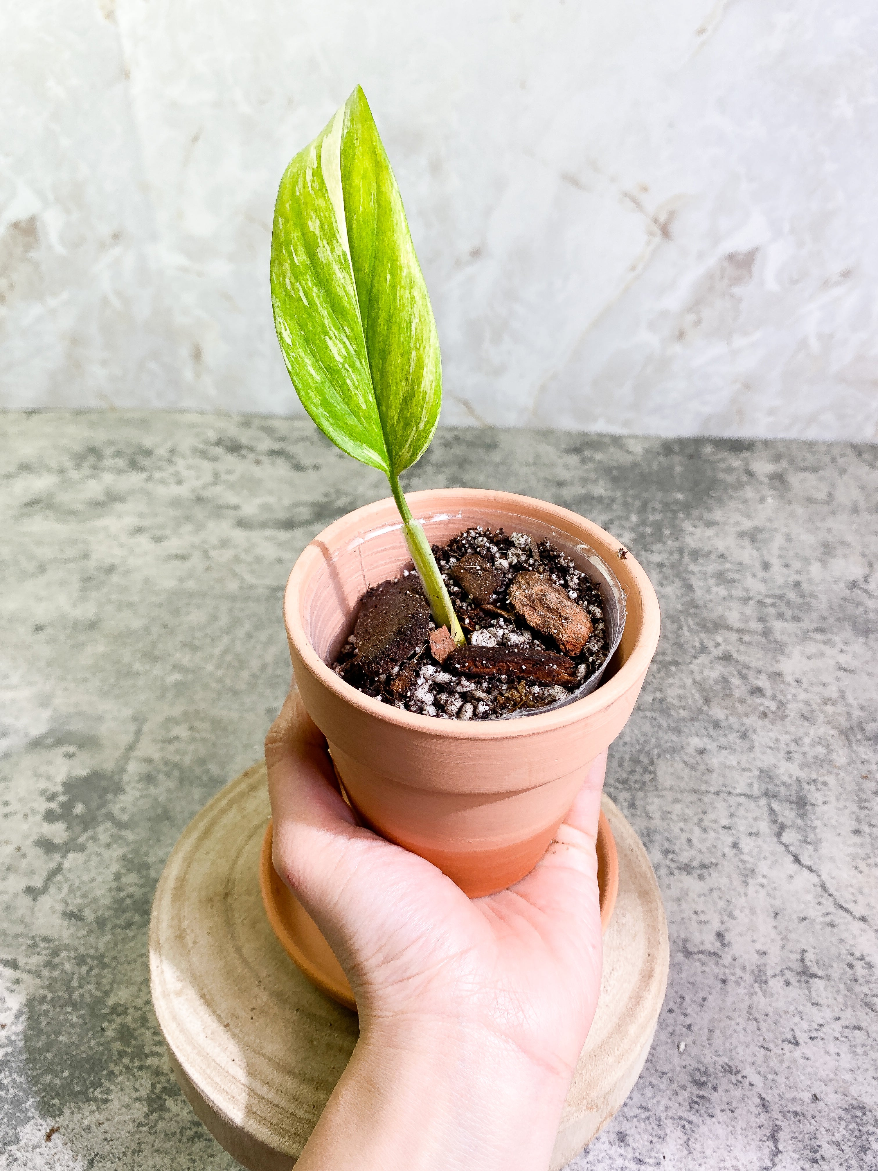 Monstera Standleyana Aurea 1 leaf rooted