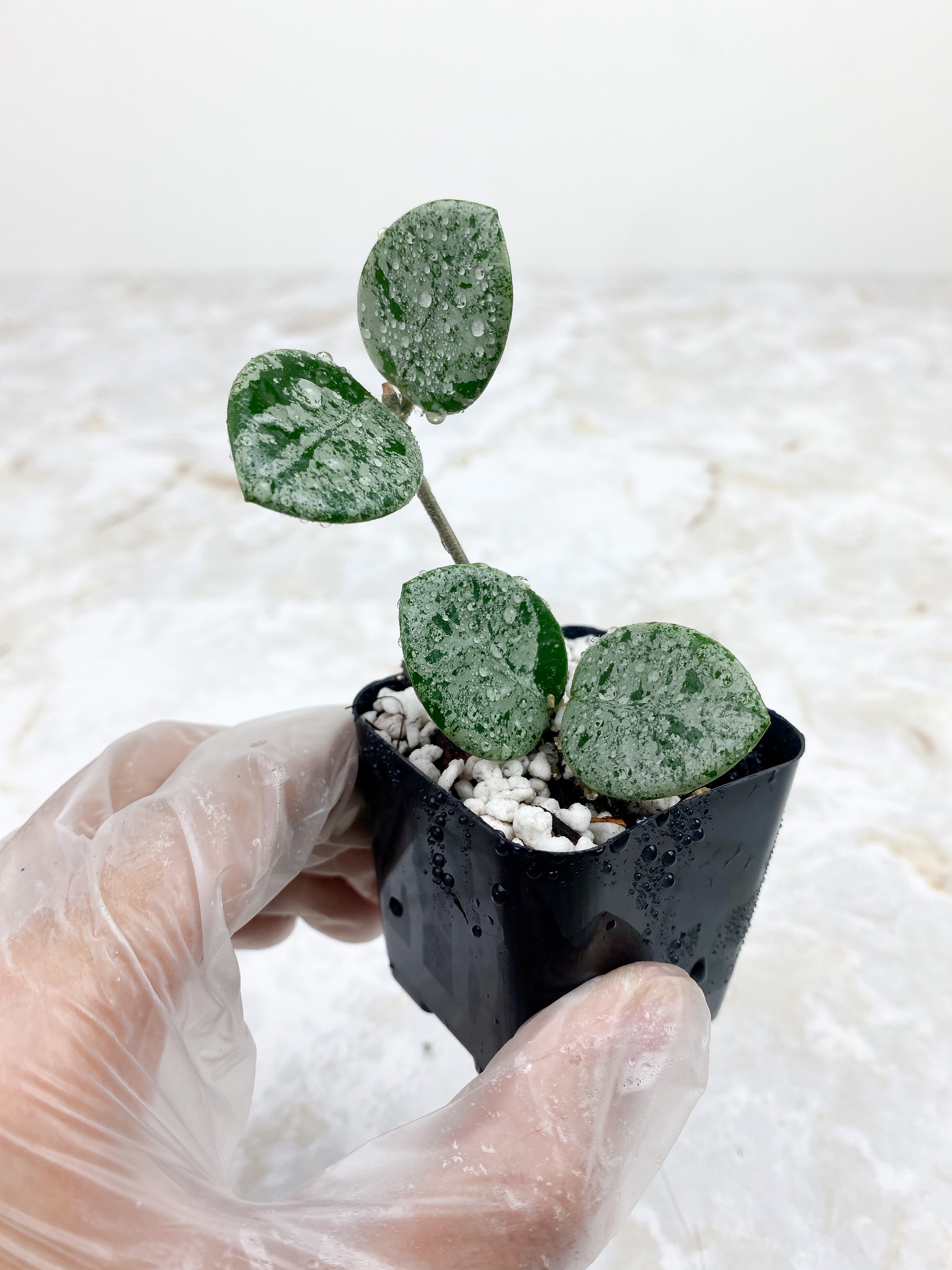 Hoya Mathilde Super Silver Big Leaves Rooted