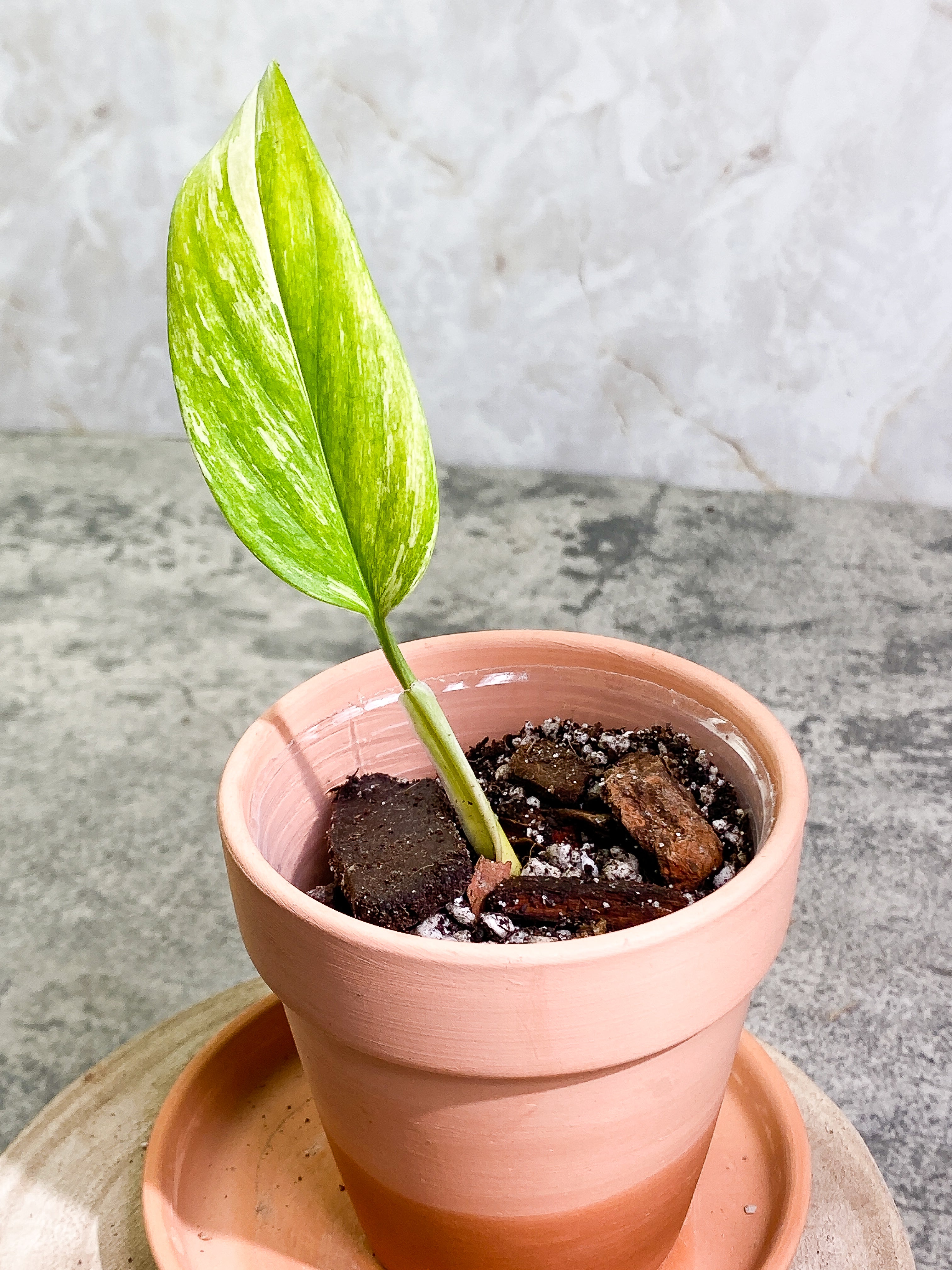 Monstera Standleyana Aurea 1 leaf rooted