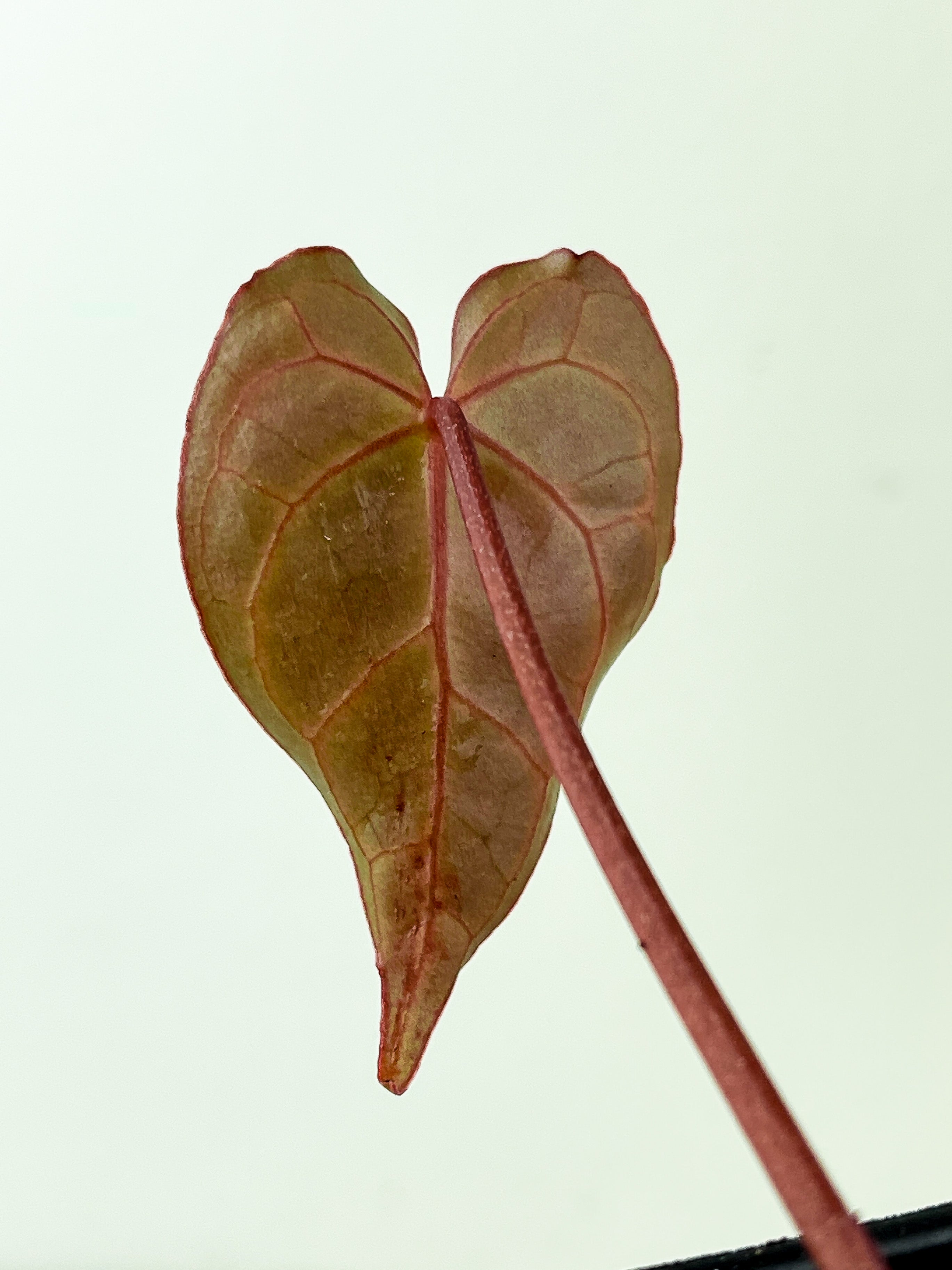 Anthurium Red Crystallinum Indo Form. new leaf will be red then slowly turn into green.