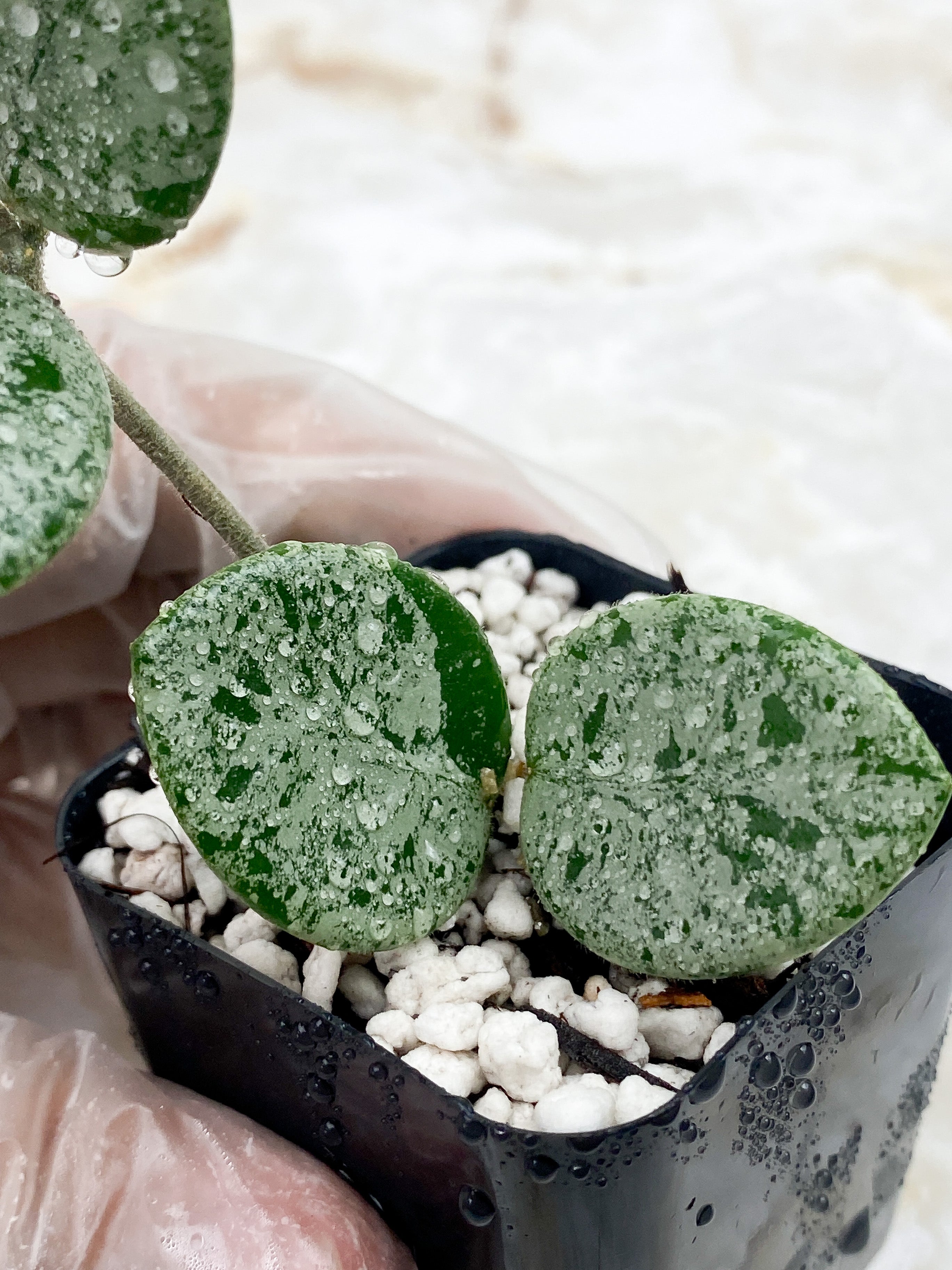 Hoya Mathilde Super Silver Big Leaves Rooted