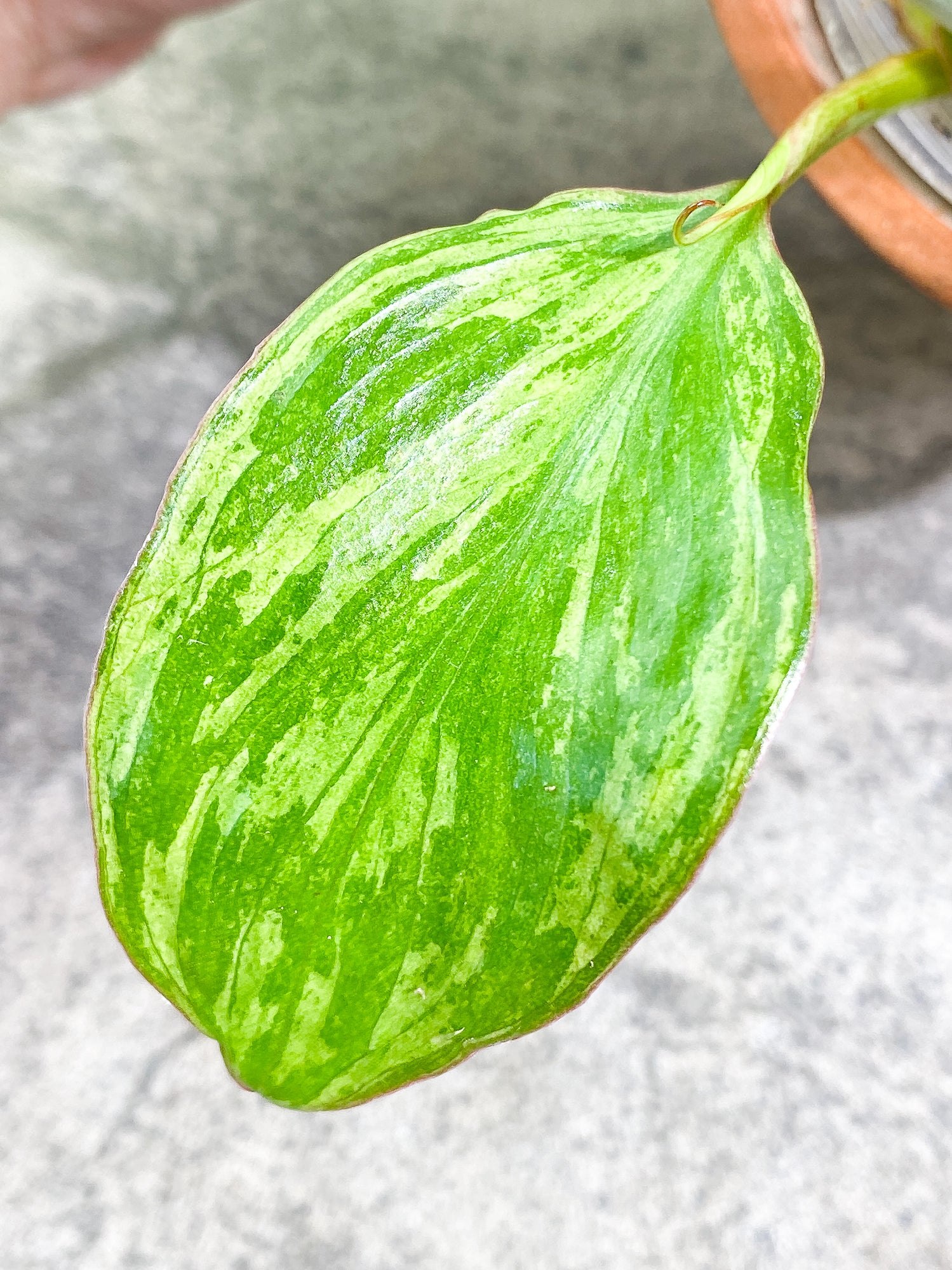 Philodendron Paraiso Verde 1 leaf 1 sprout fully rooted