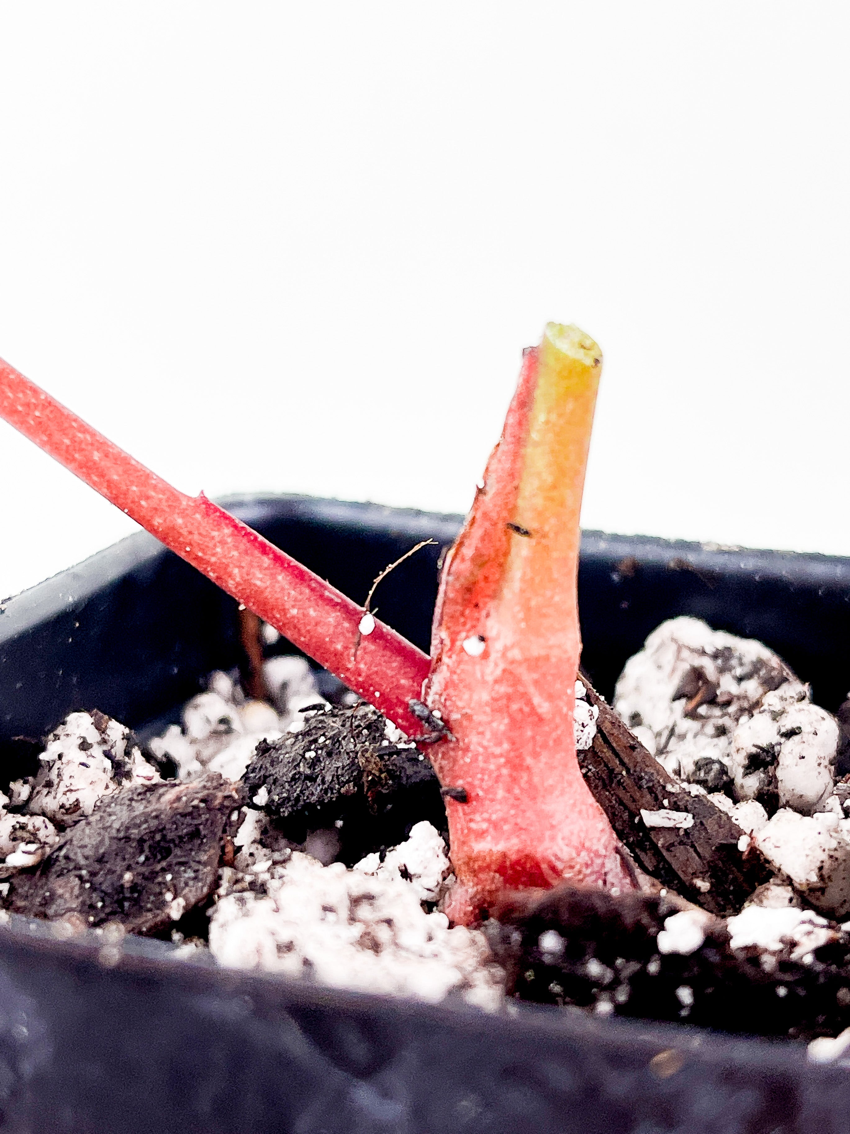 Anthurium Red Crystallinum Indo Form. new leaf will be red then slowly turn into green.