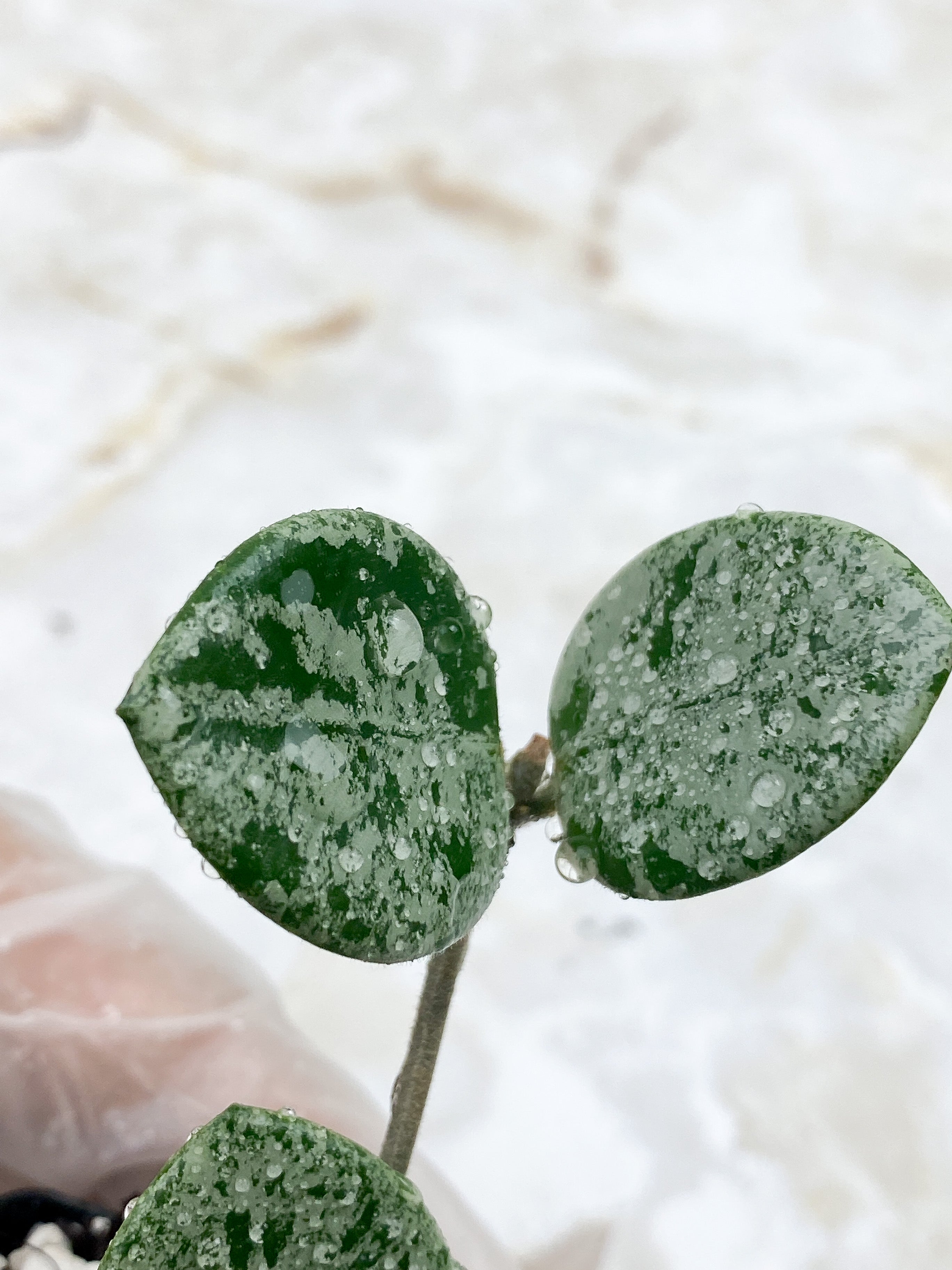Hoya Mathilde Super Silver Big Leaves Rooted