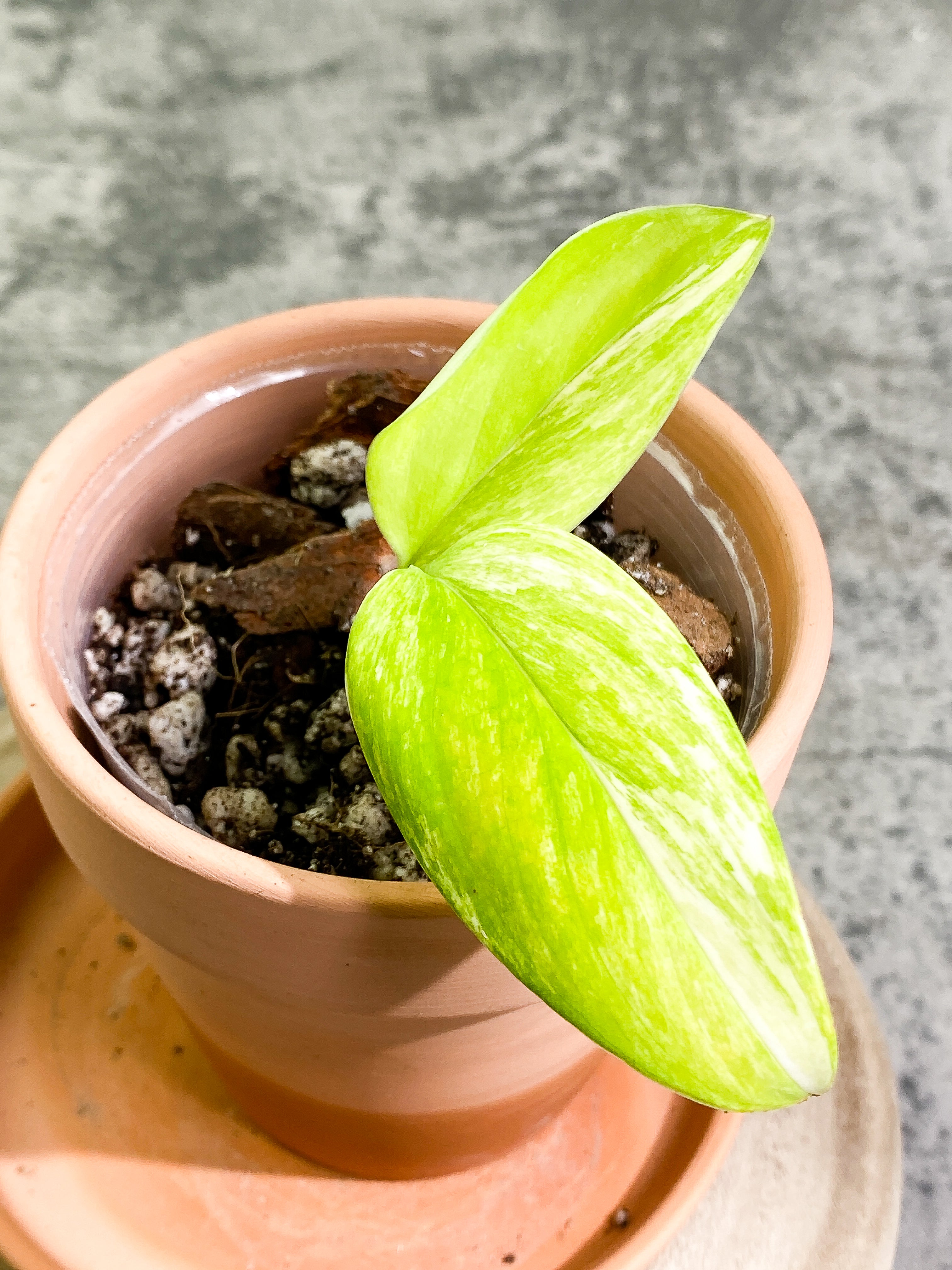 Monstera Standleyana Aurea 2 leaves rooted