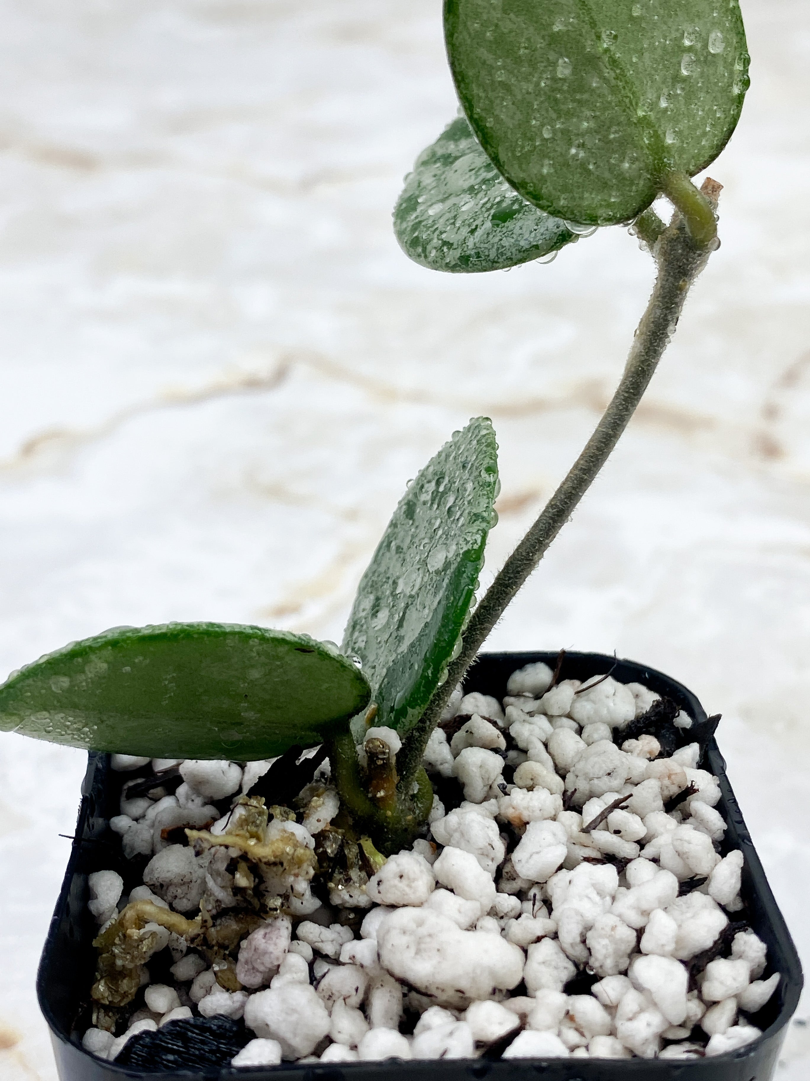 Hoya Mathilde Super Silver Big Leaves Rooted