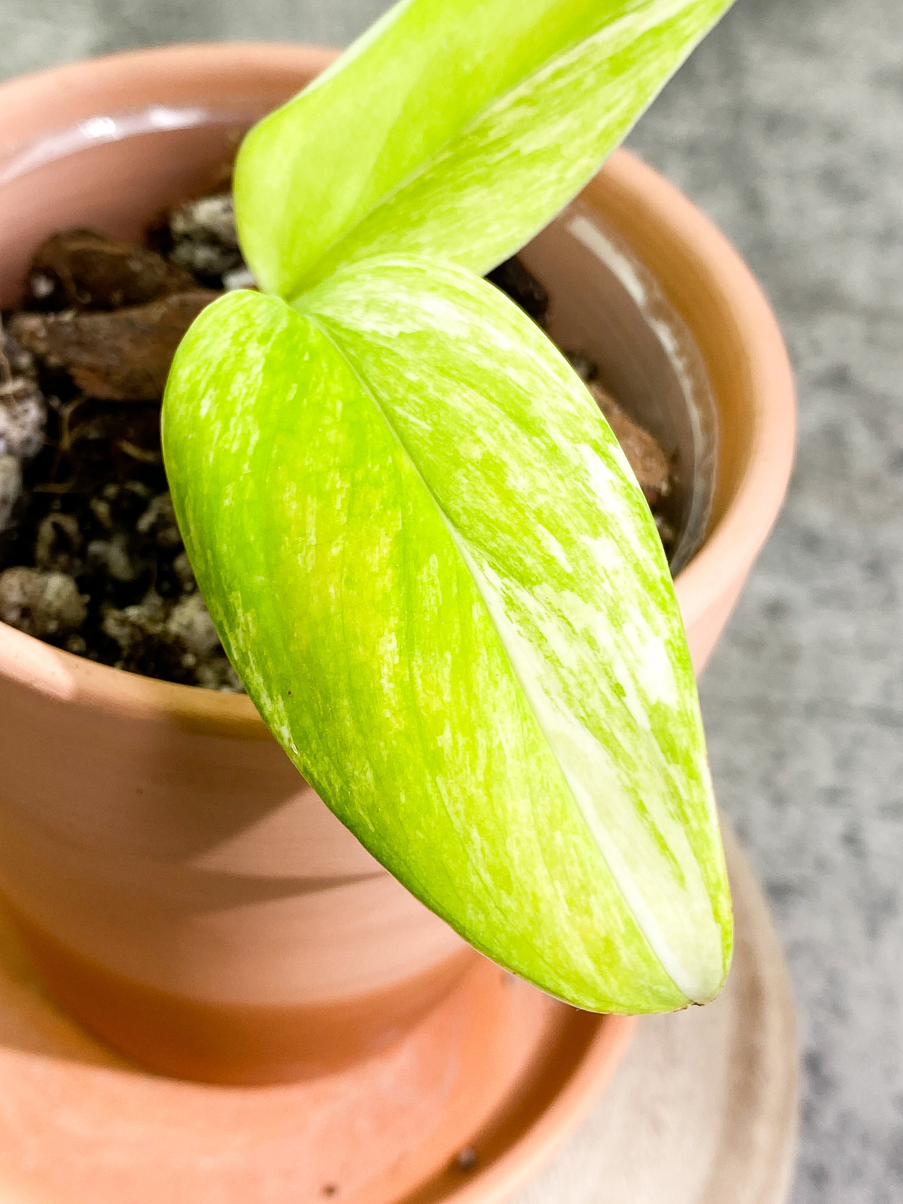 Monstera Standleyana Aurea 2 leaves rooted