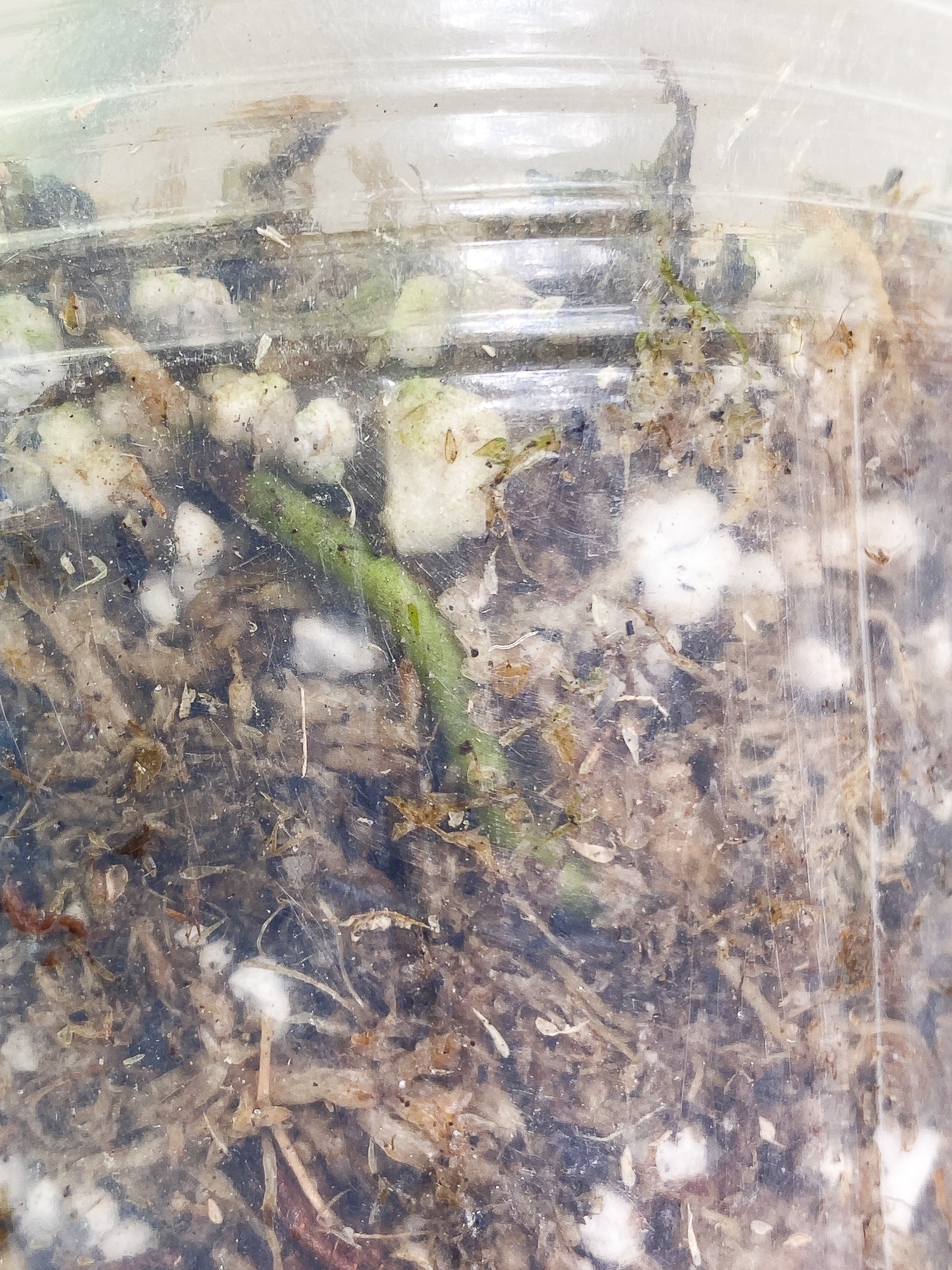 Philodendron Paraiso Verde 1 leaf 1 sprout fully rooted