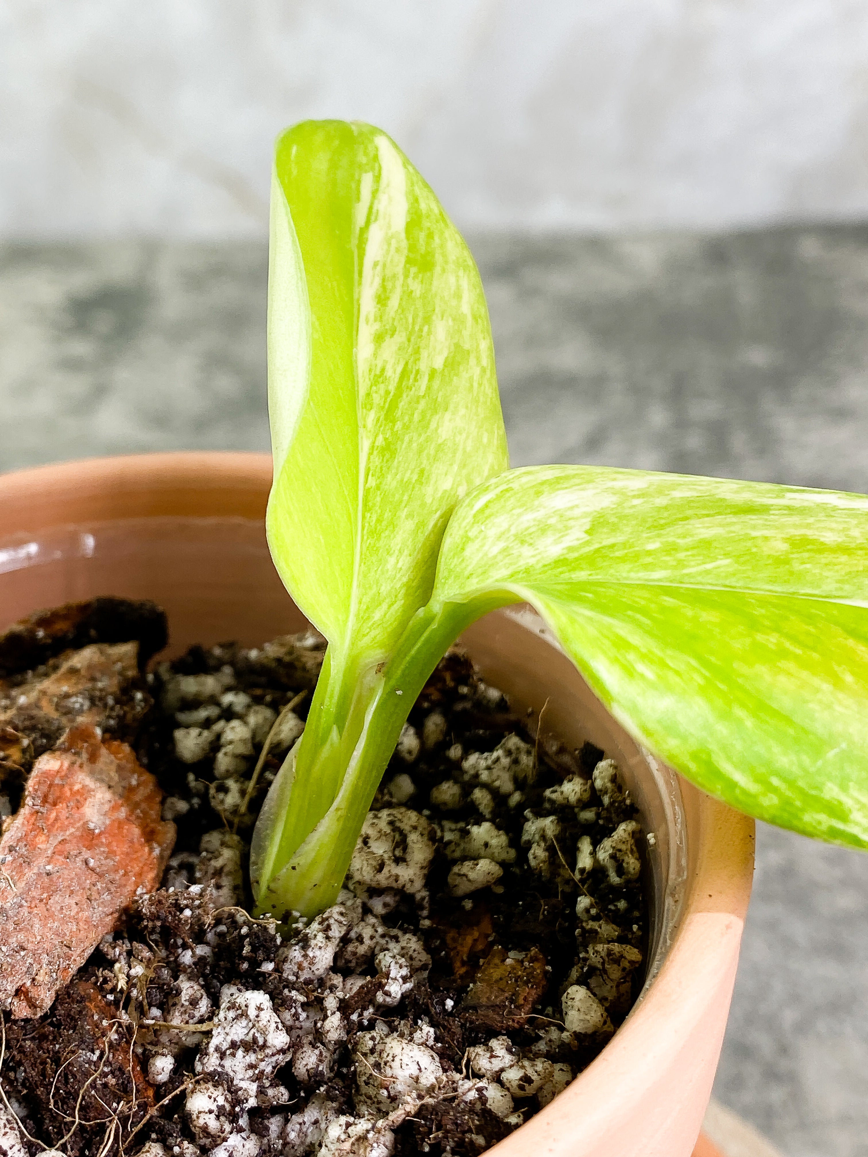 Monstera Standleyana Aurea 2 leaves rooted