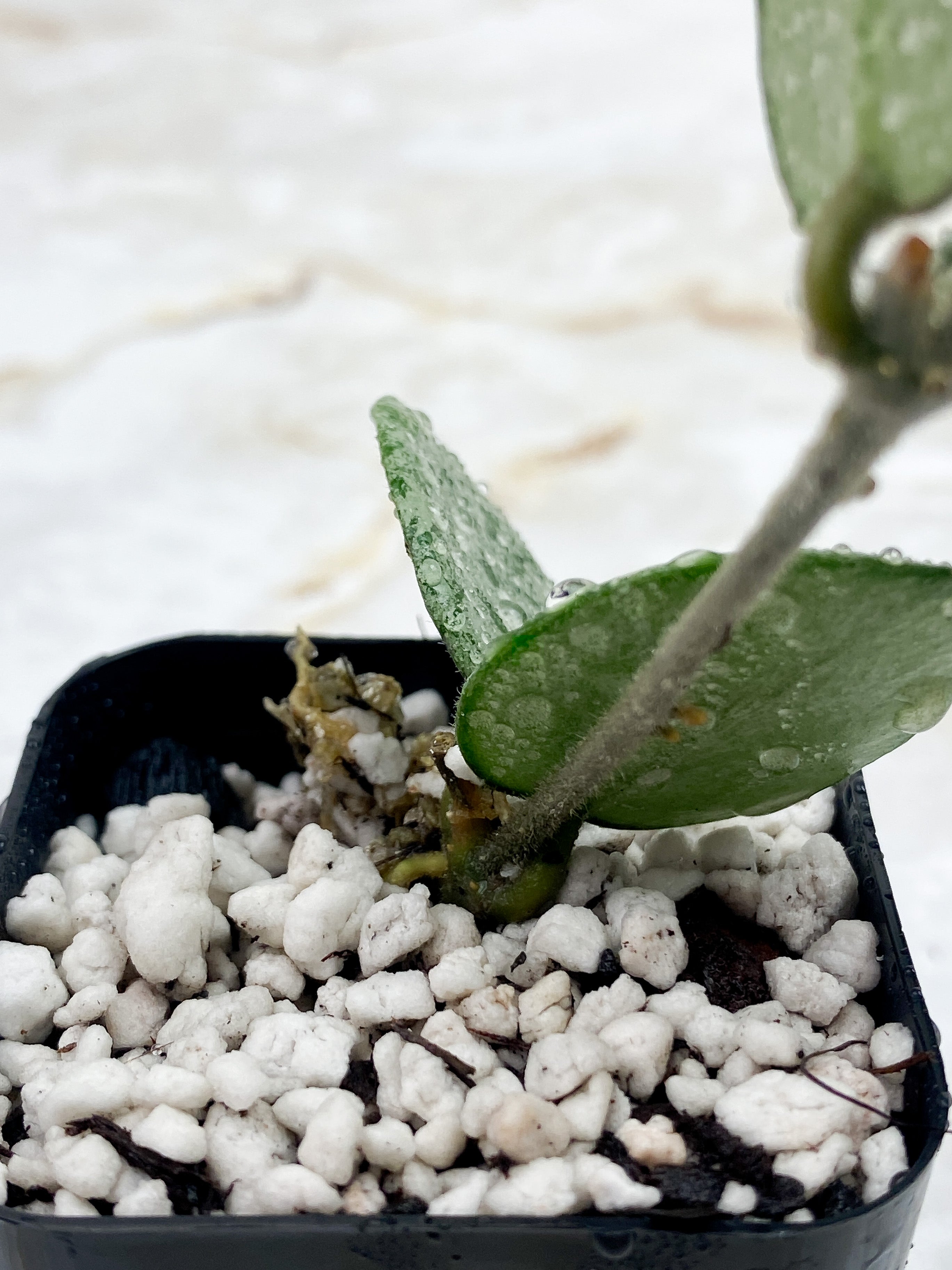 Hoya Mathilde Super Silver Big Leaves Rooted