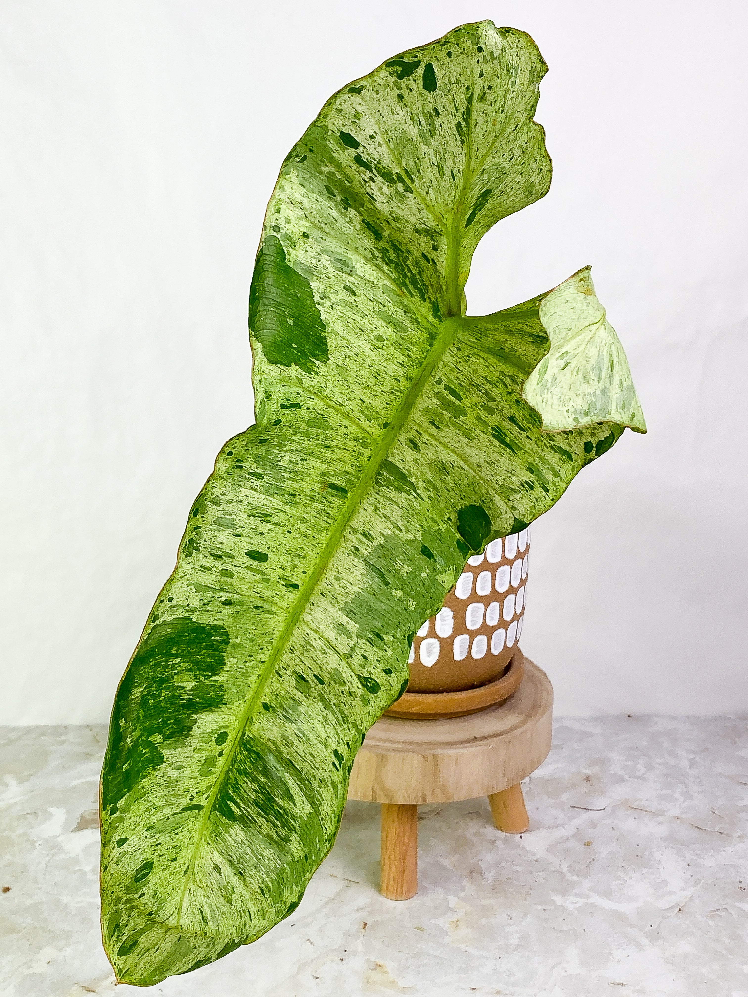 Philodendron Paraiso Verde 1 leaf Rooted
