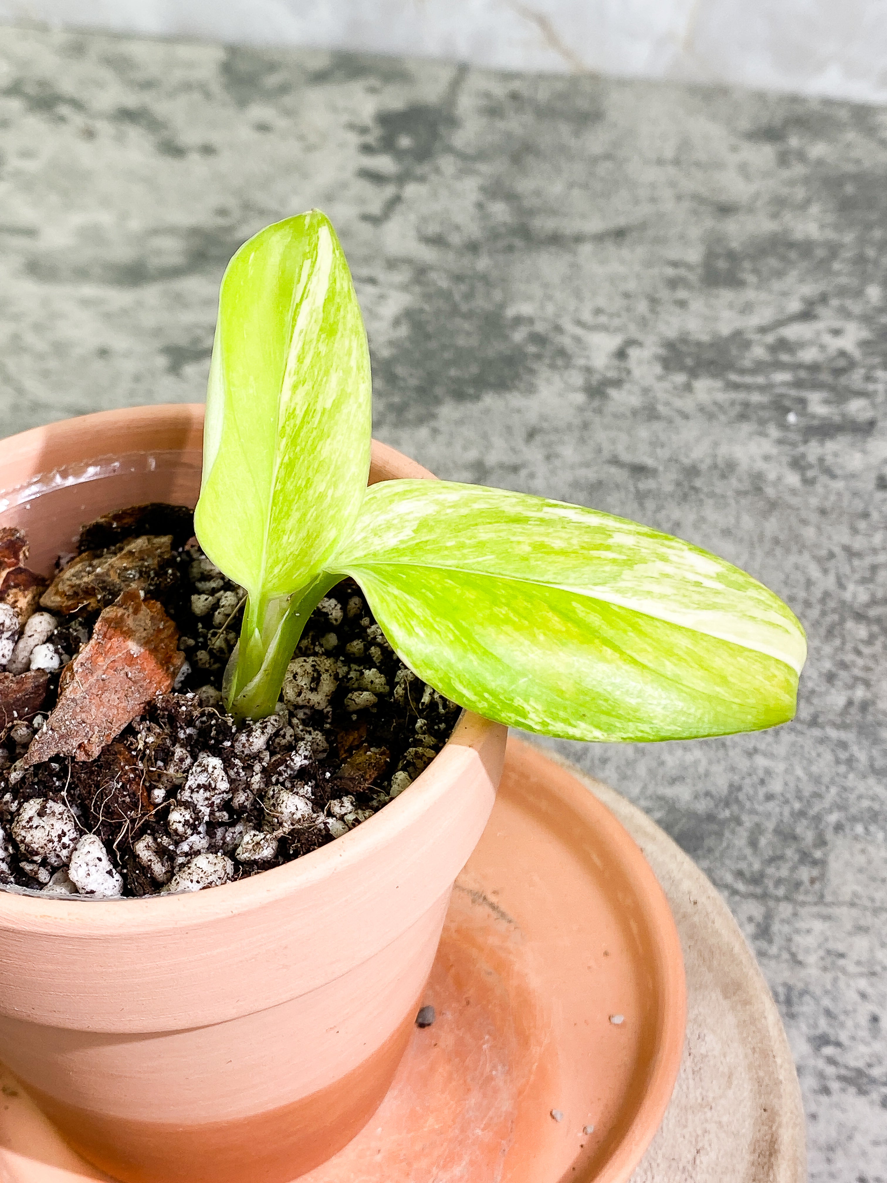 Monstera Standleyana Aurea 2 leaves rooted