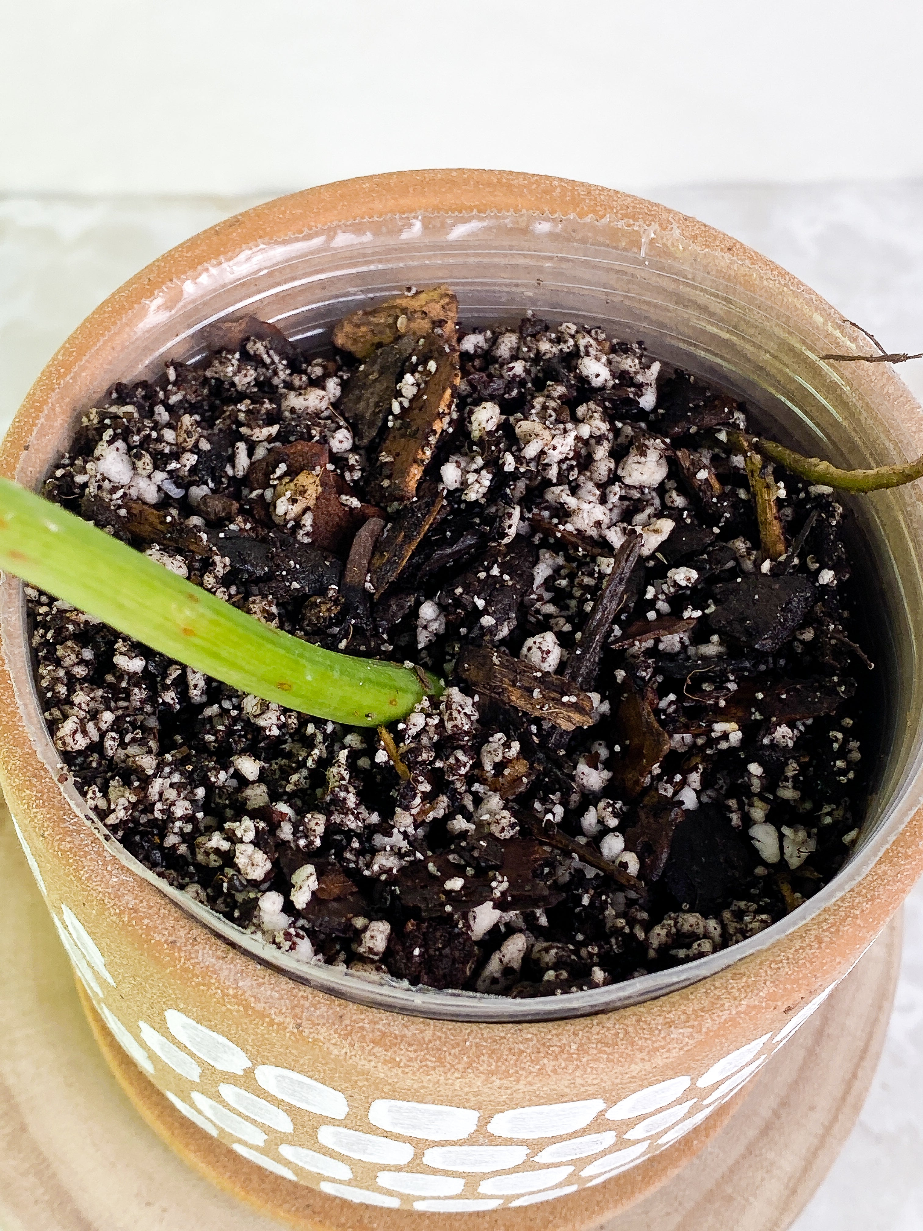 Philodendron Paraiso Verde 1 leaf Rooted