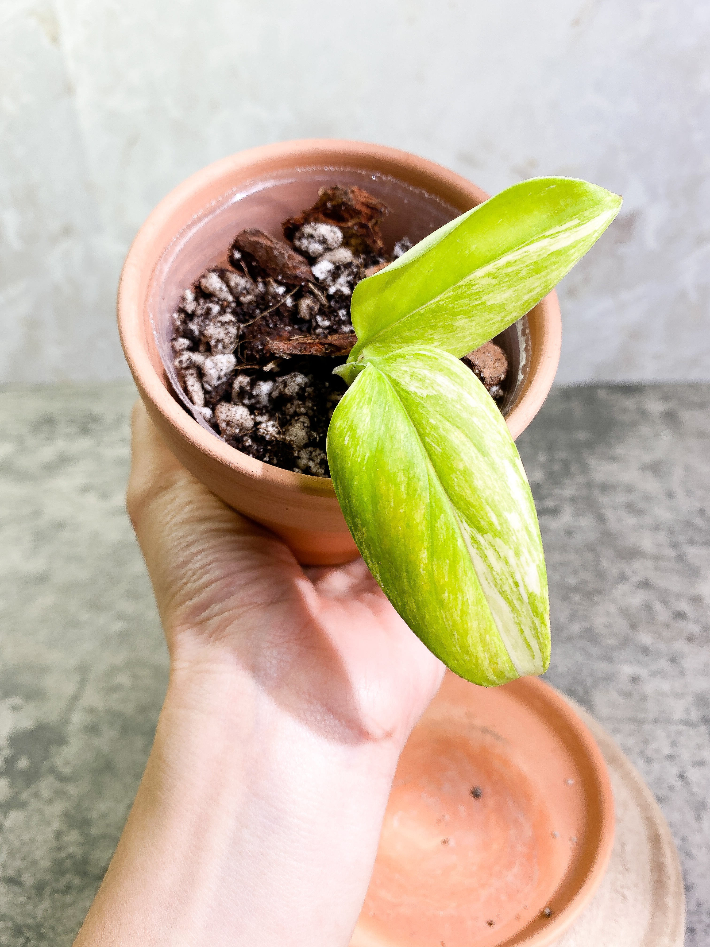 Monstera Standleyana Aurea 2 leaves rooted
